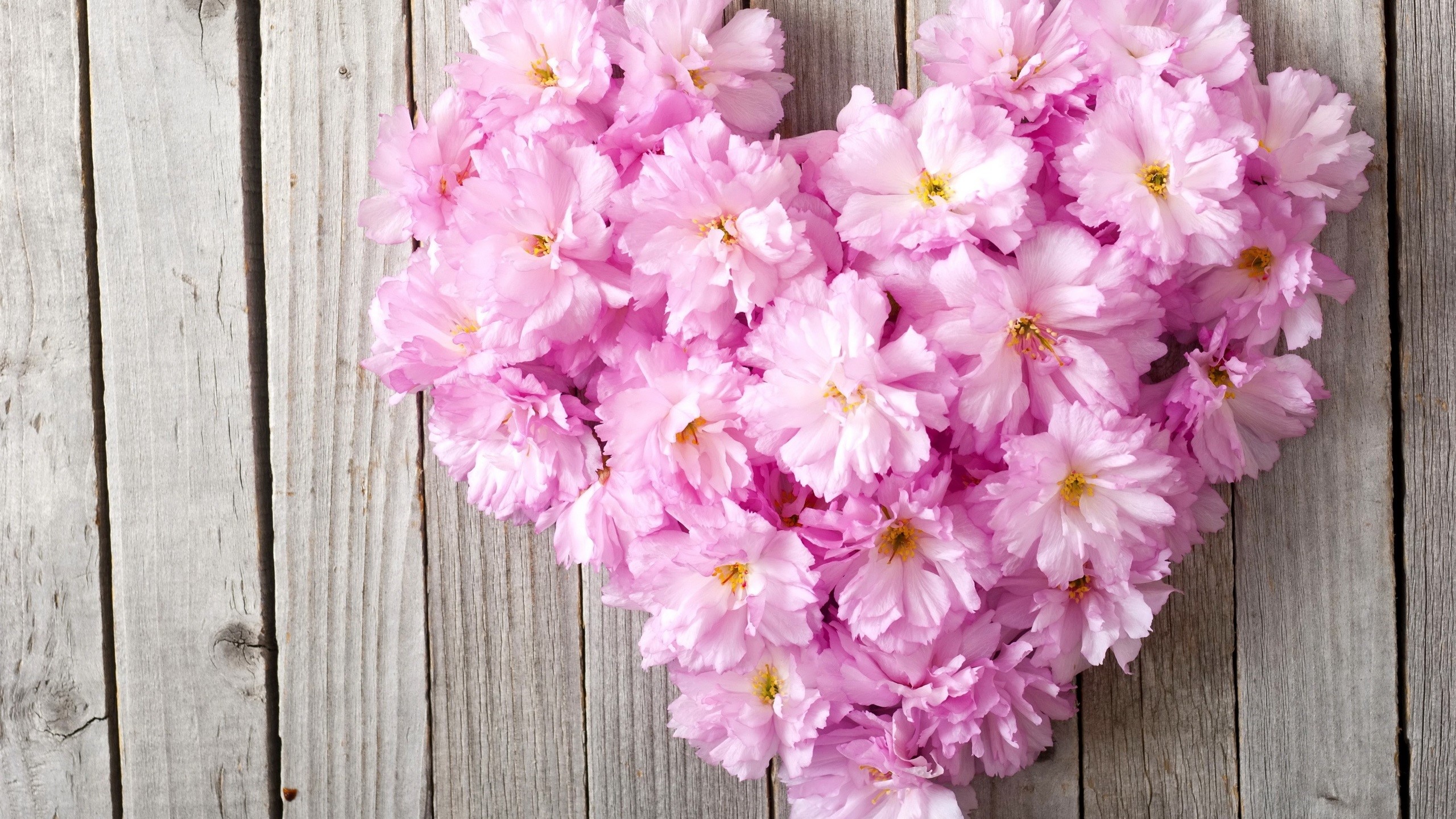 Pink cherry blossoms arranged in a heart shape on wood HD Wallpaper