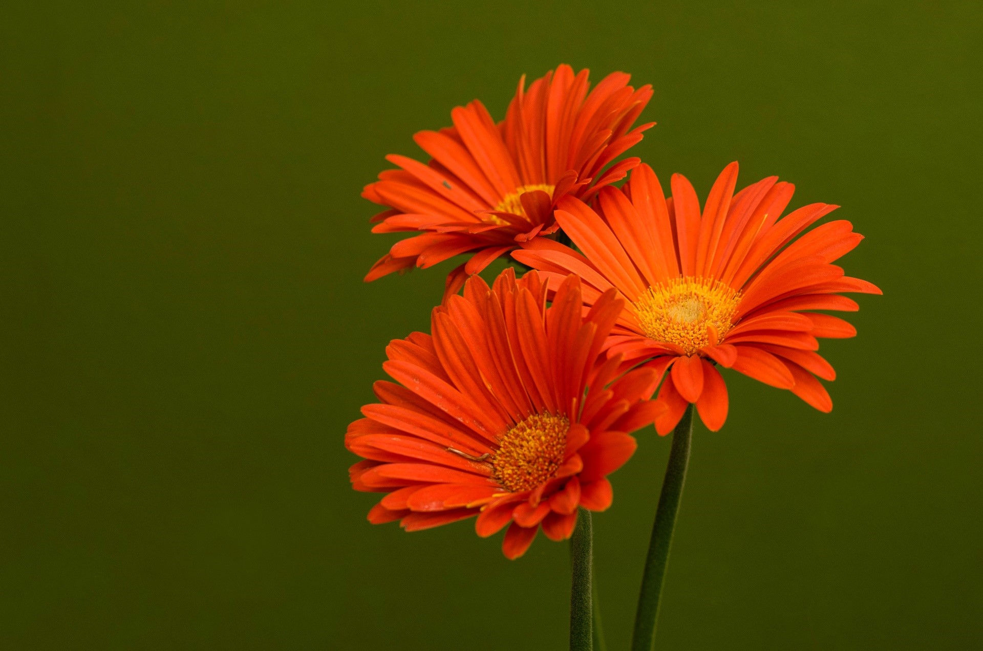 Three orange gerbera daisies on a green background HD Wallpaper