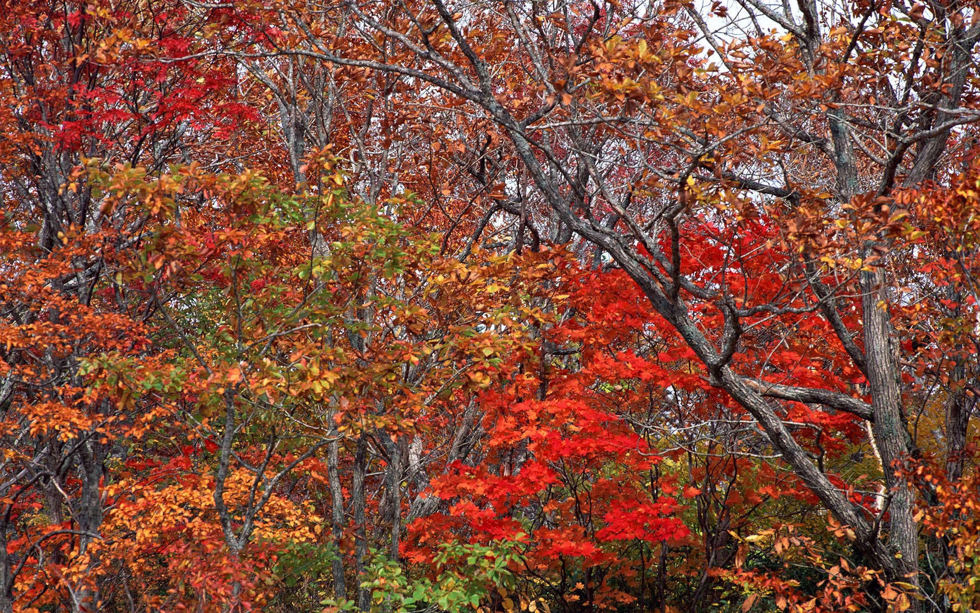 Autumn forest with red and orange leaves HD Wallpaper