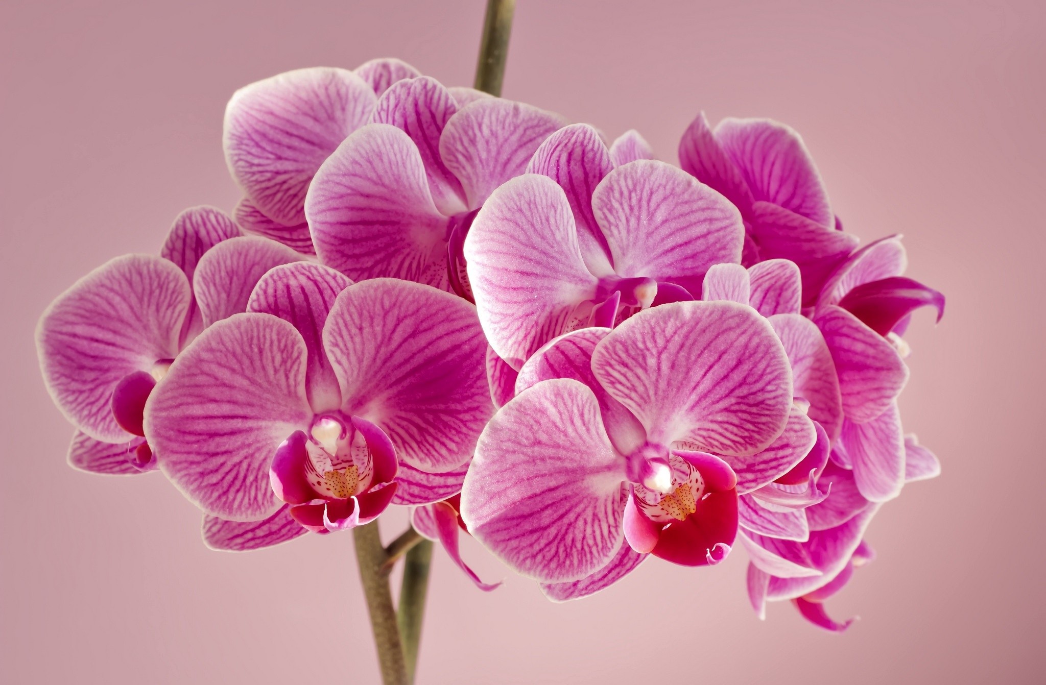 Pink orchids on a pink background HD Wallpaper