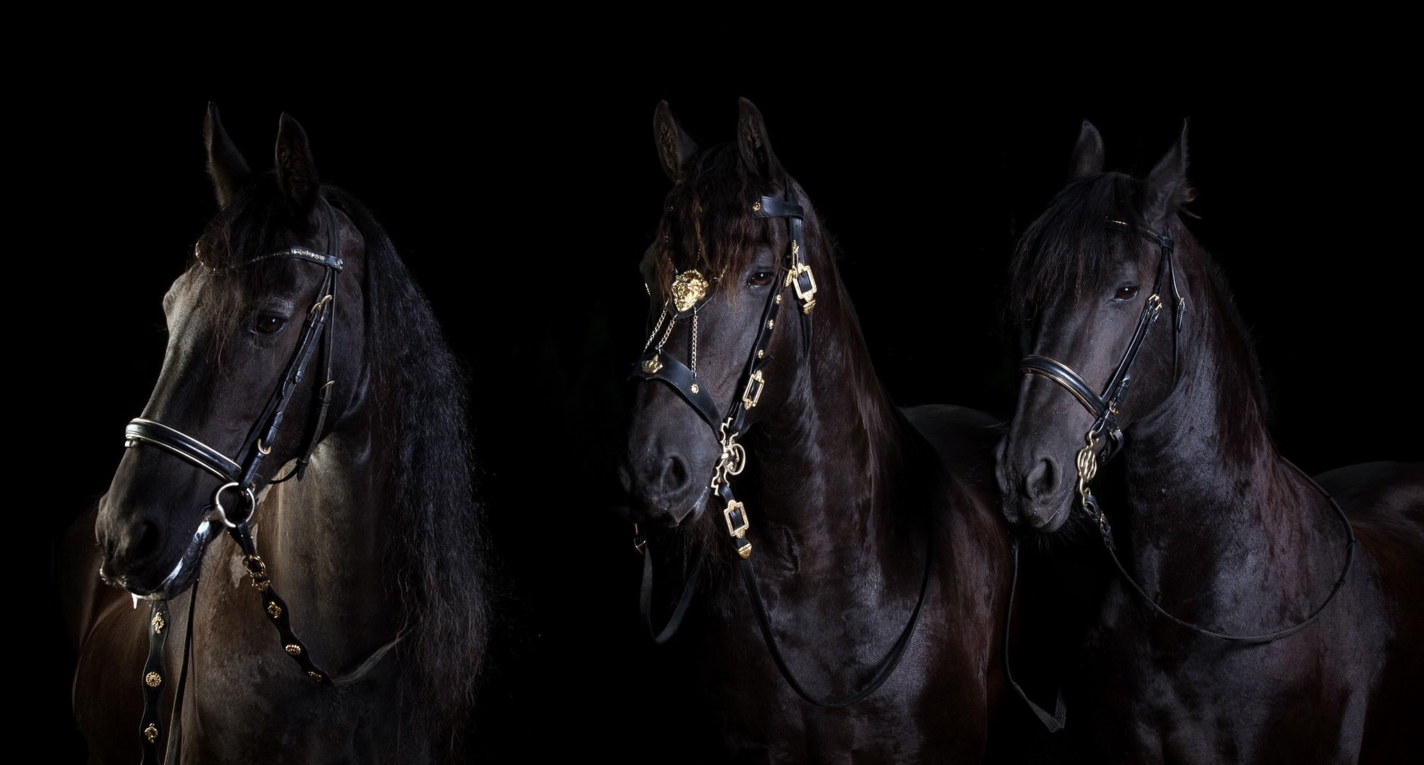Three black horses with ornate bridles HD Wallpaper