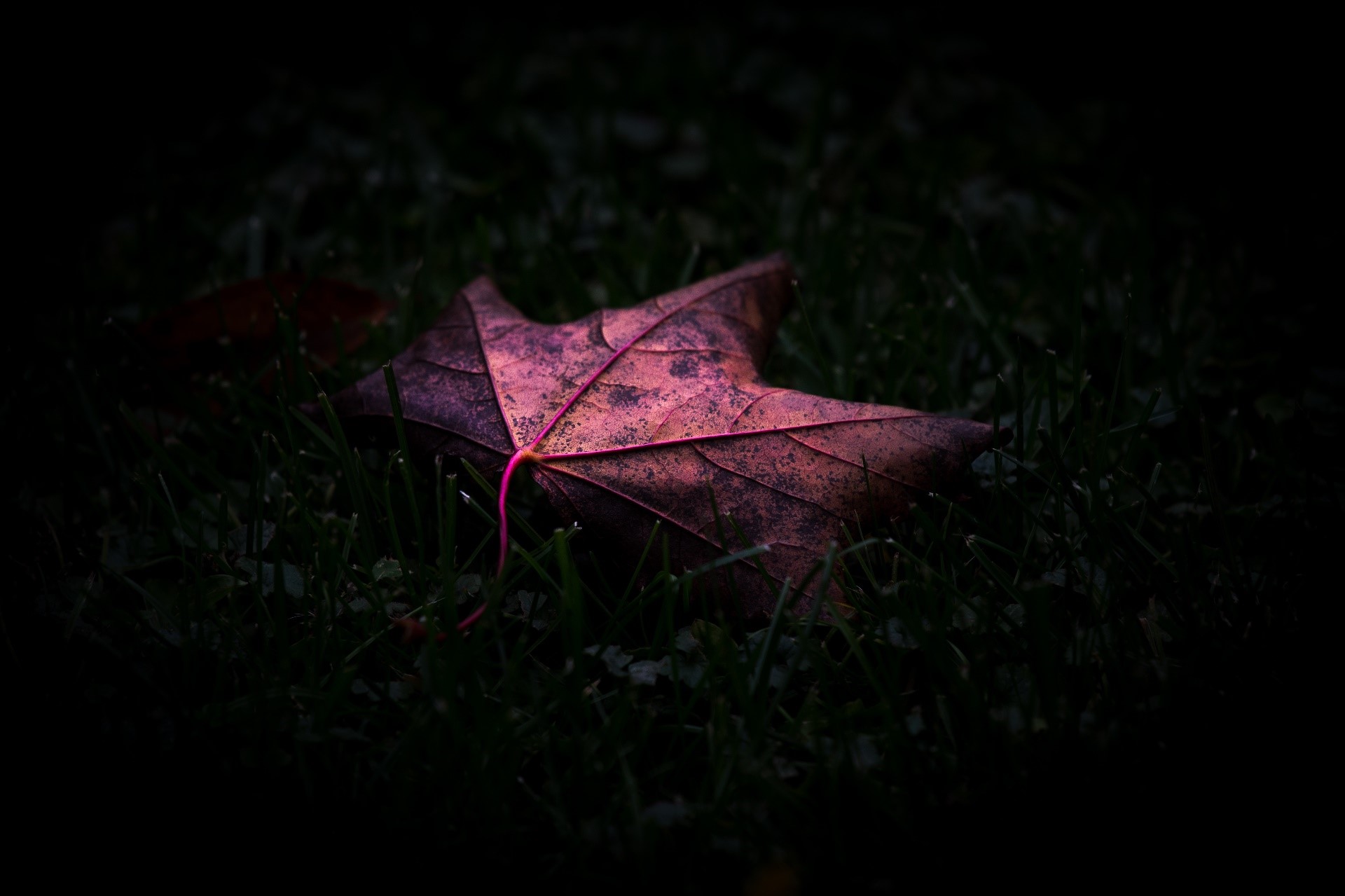 A single fallen leaf on dark grass HD Wallpaper