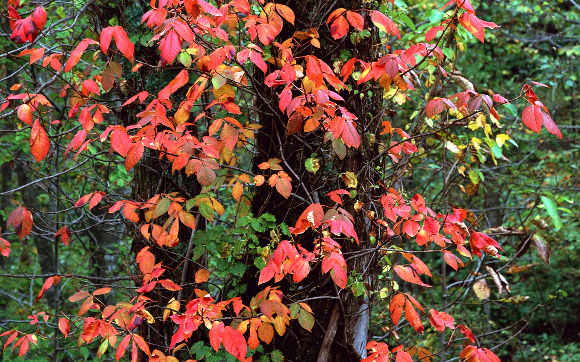 Poison Ivy leaves on a tree trunk in autumn HD Wallpaper