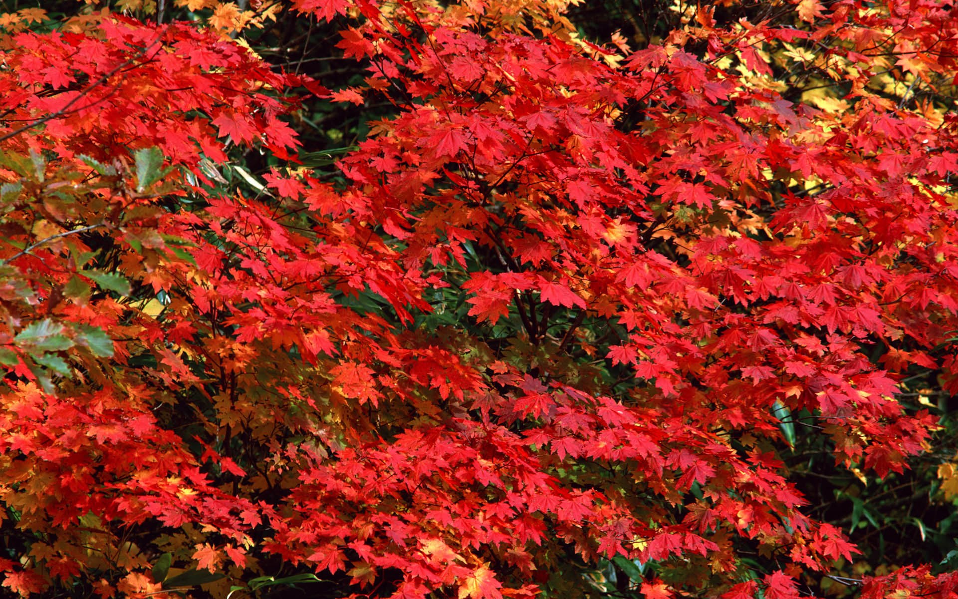 Red maple leaves in autumn HD Wallpaper