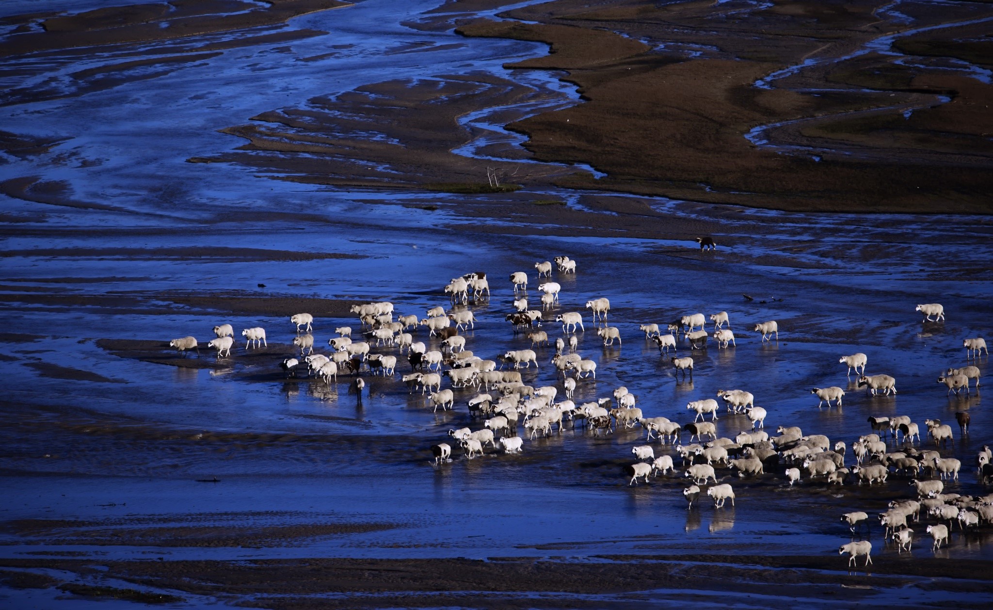 Flock of sheep wading through shallow water at dusk HD Wallpaper