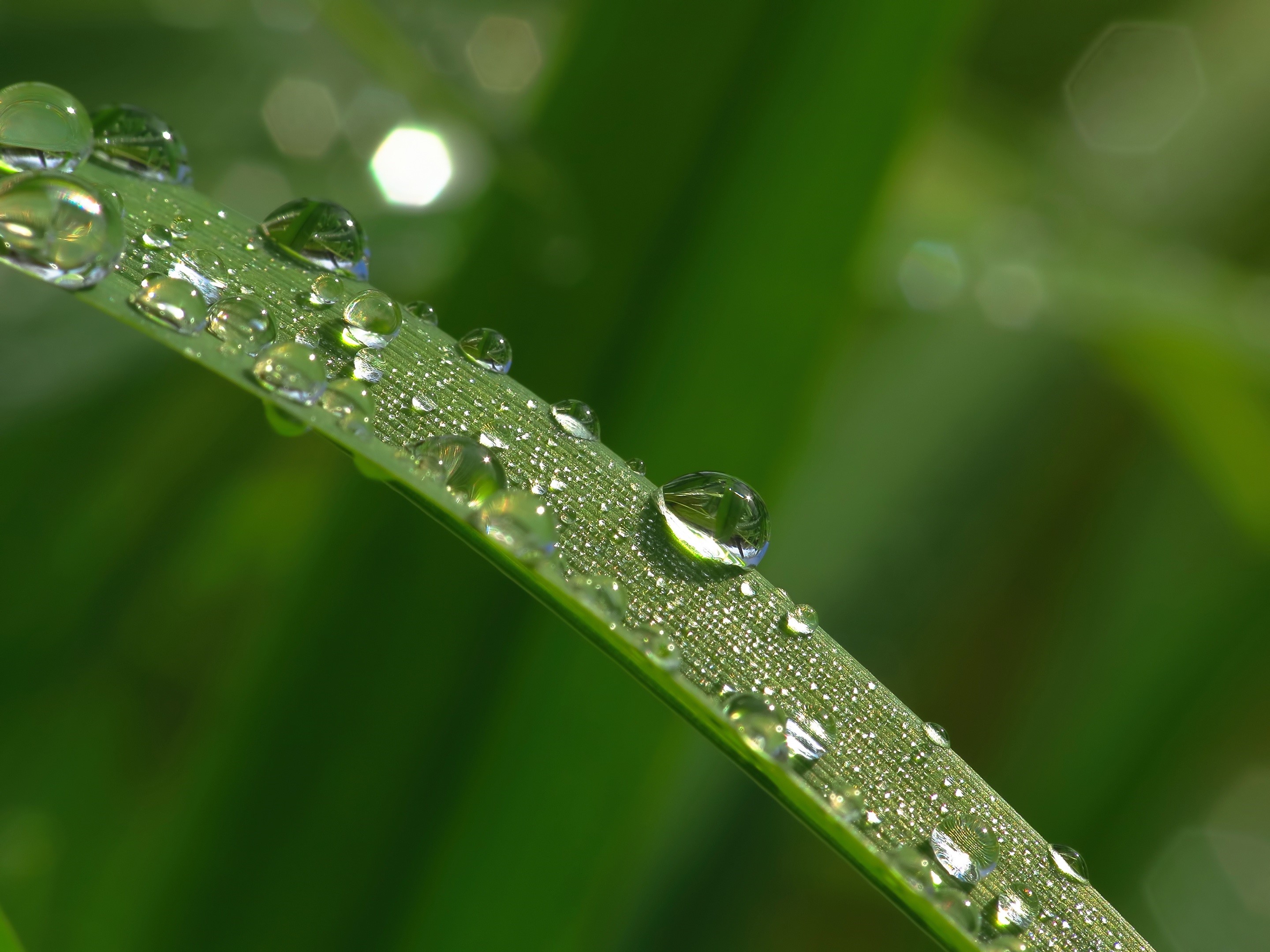 Macro shot of water drops on a green blade of grass HD Wallpaper