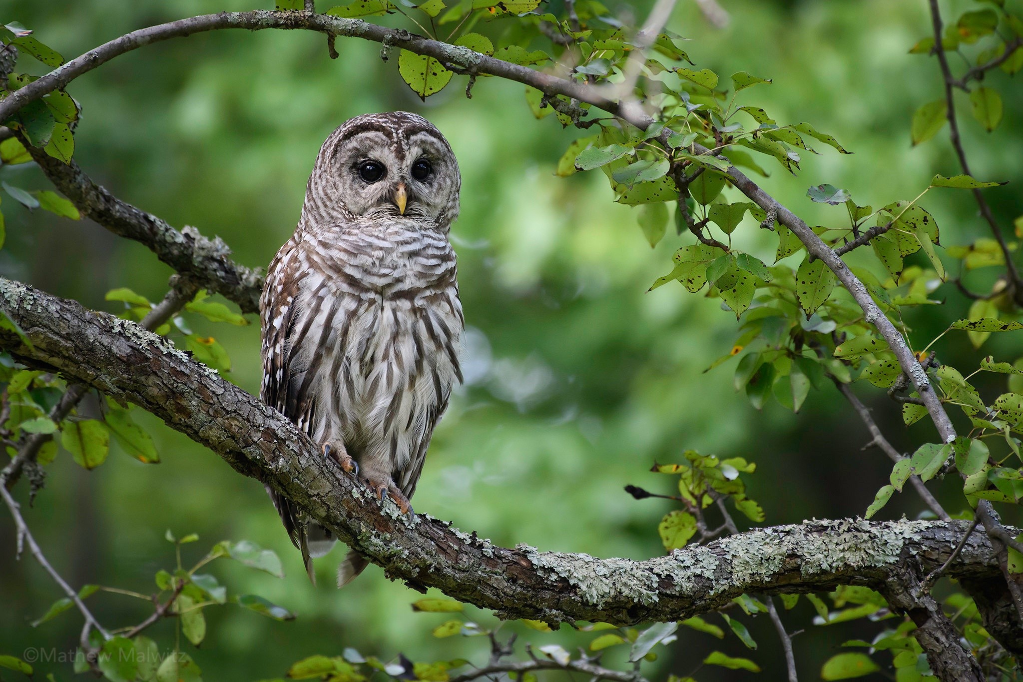 Barred owl perched on a tree branch HD Wallpaper