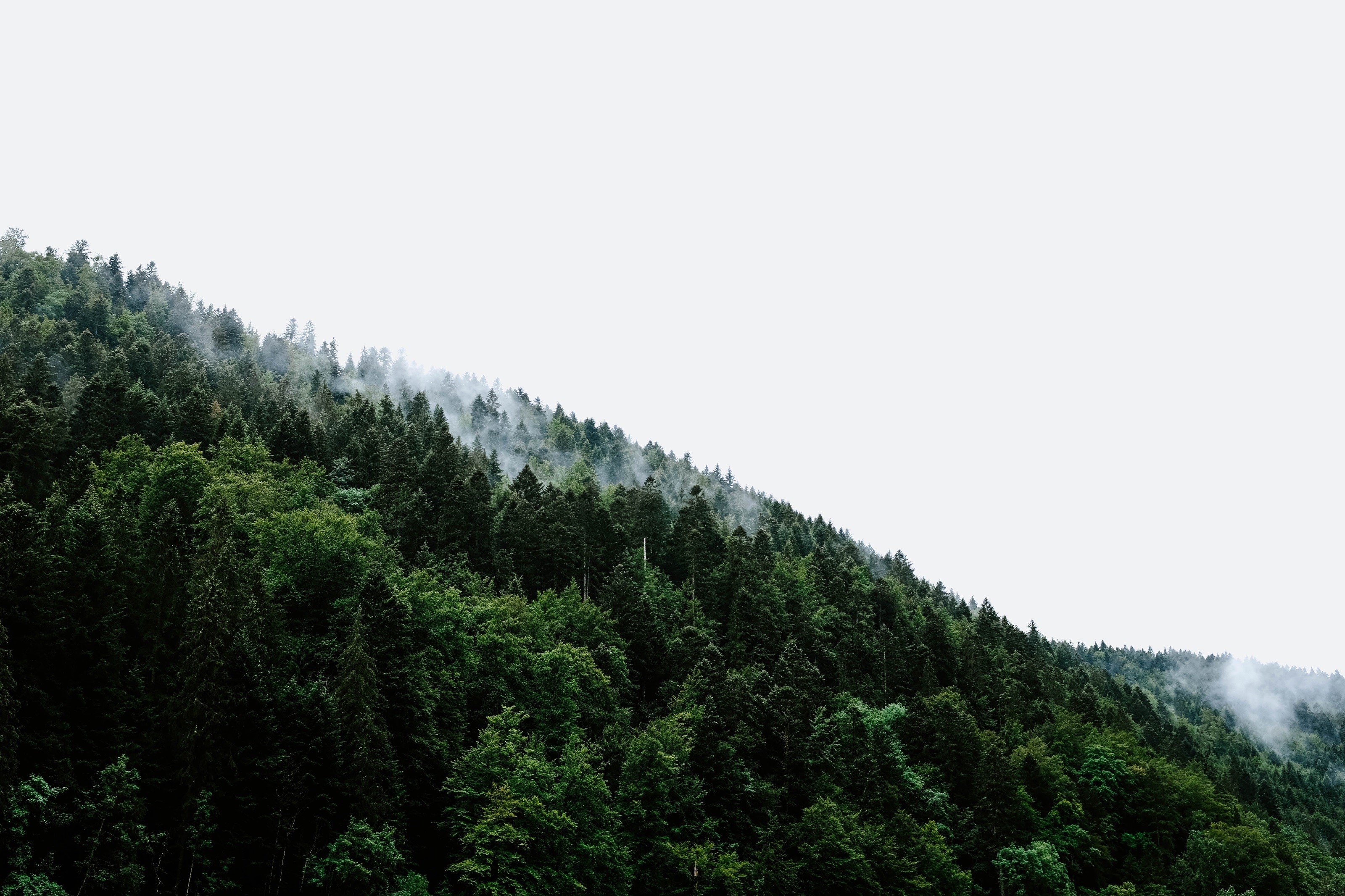 Misty forest on a hillside under a cloudy sky HD Wallpaper