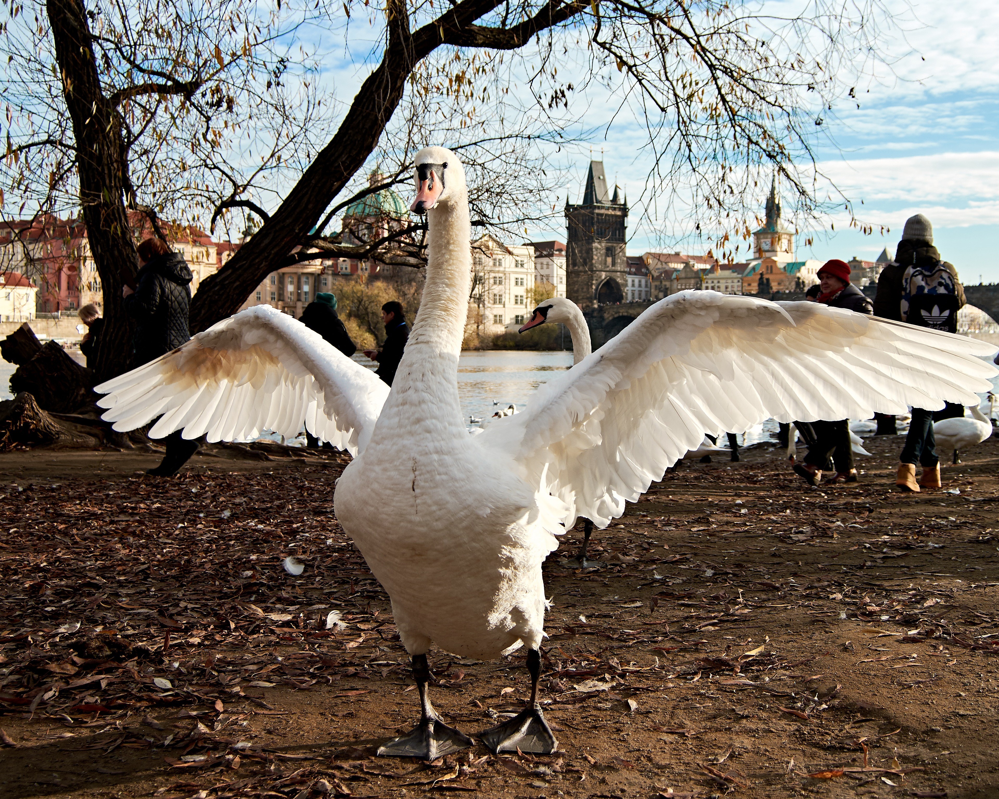 4K Prague Swan at Charles Bridge HD Wallpaper