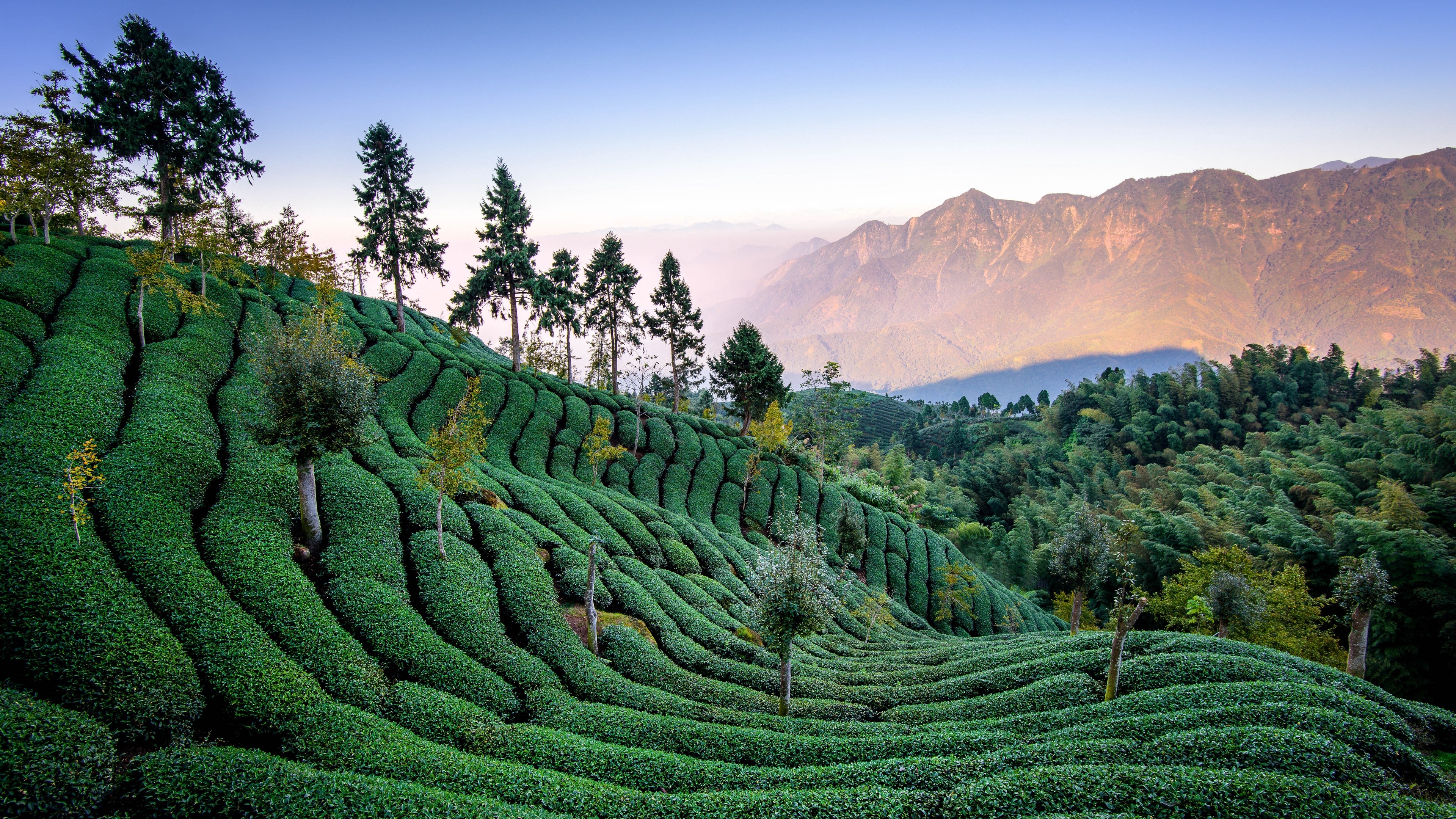 Tea plantation on a mountainside at sunrise HD Wallpaper