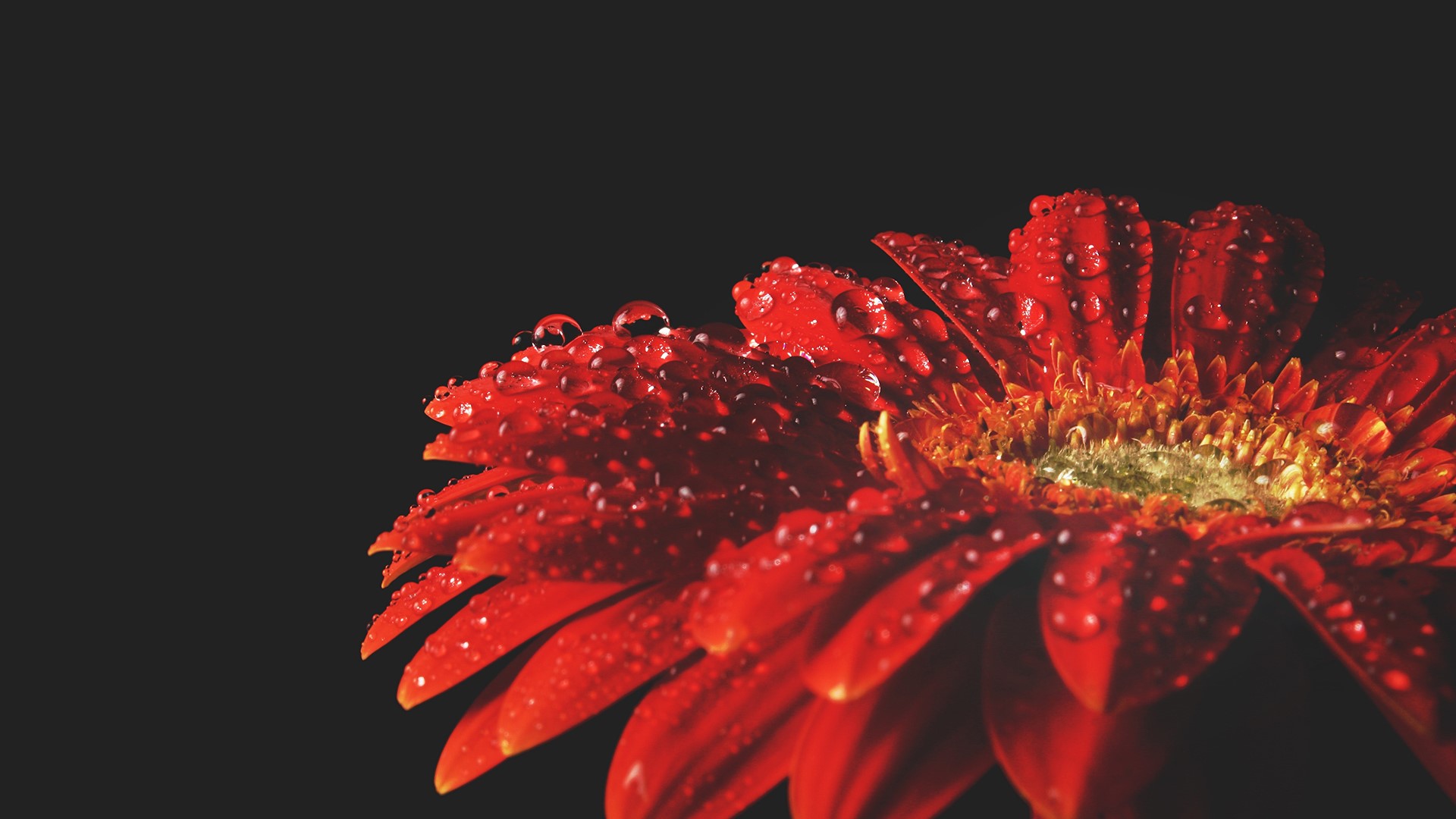 Red gerbera daisy with water drops on black background HD Wallpaper