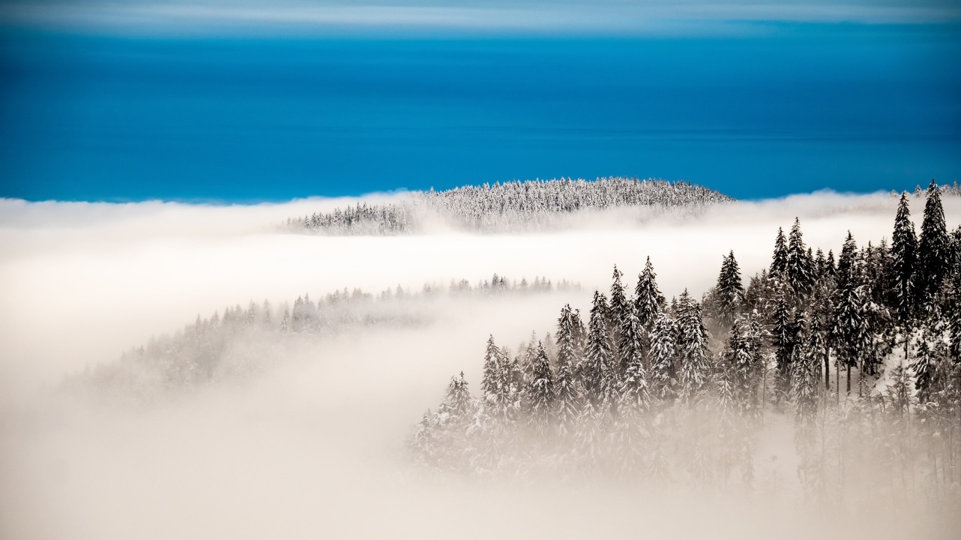 Snow-covered pine trees in mist under a blue sky HD Wallpaper