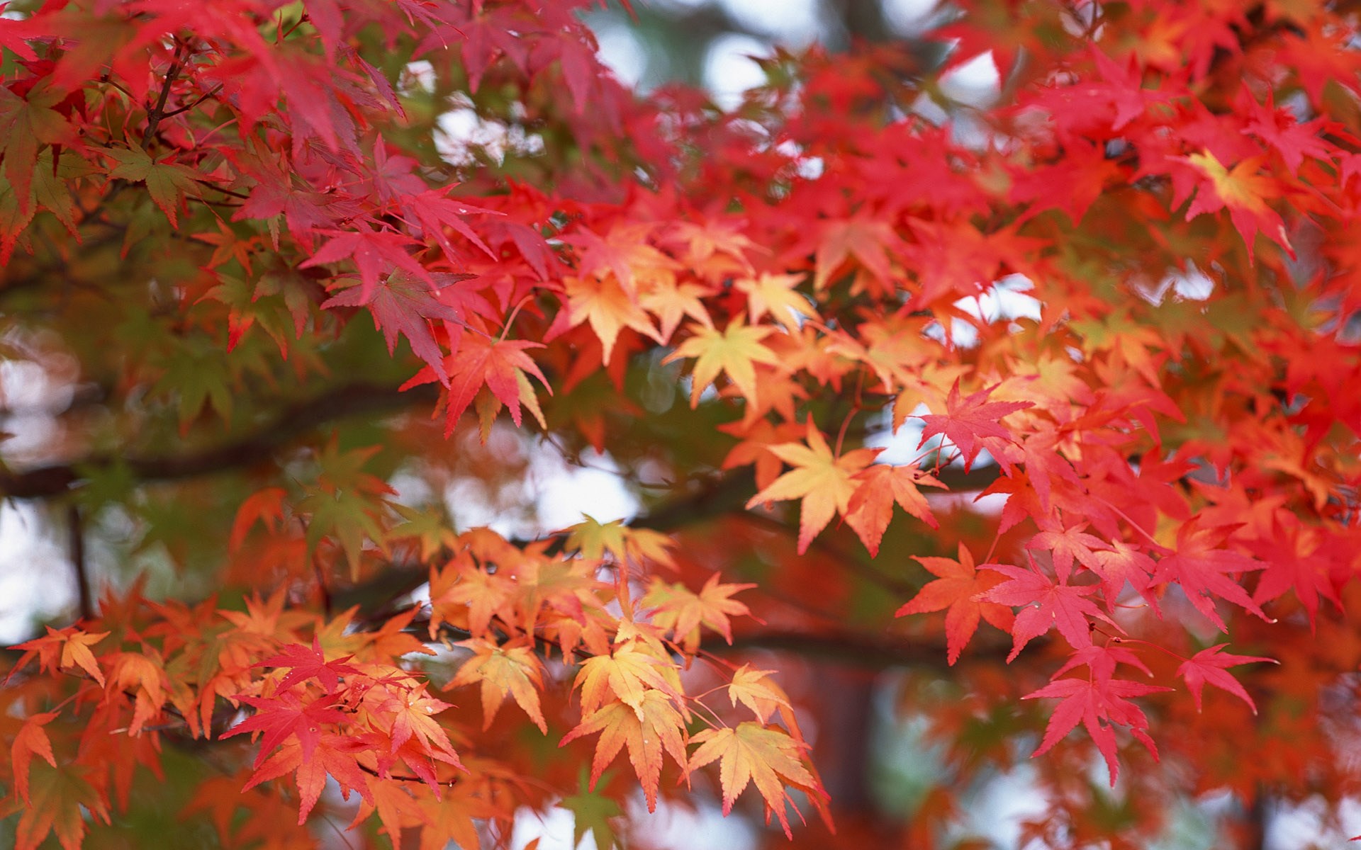 Red and orange maple leaves on branches HD Wallpaper