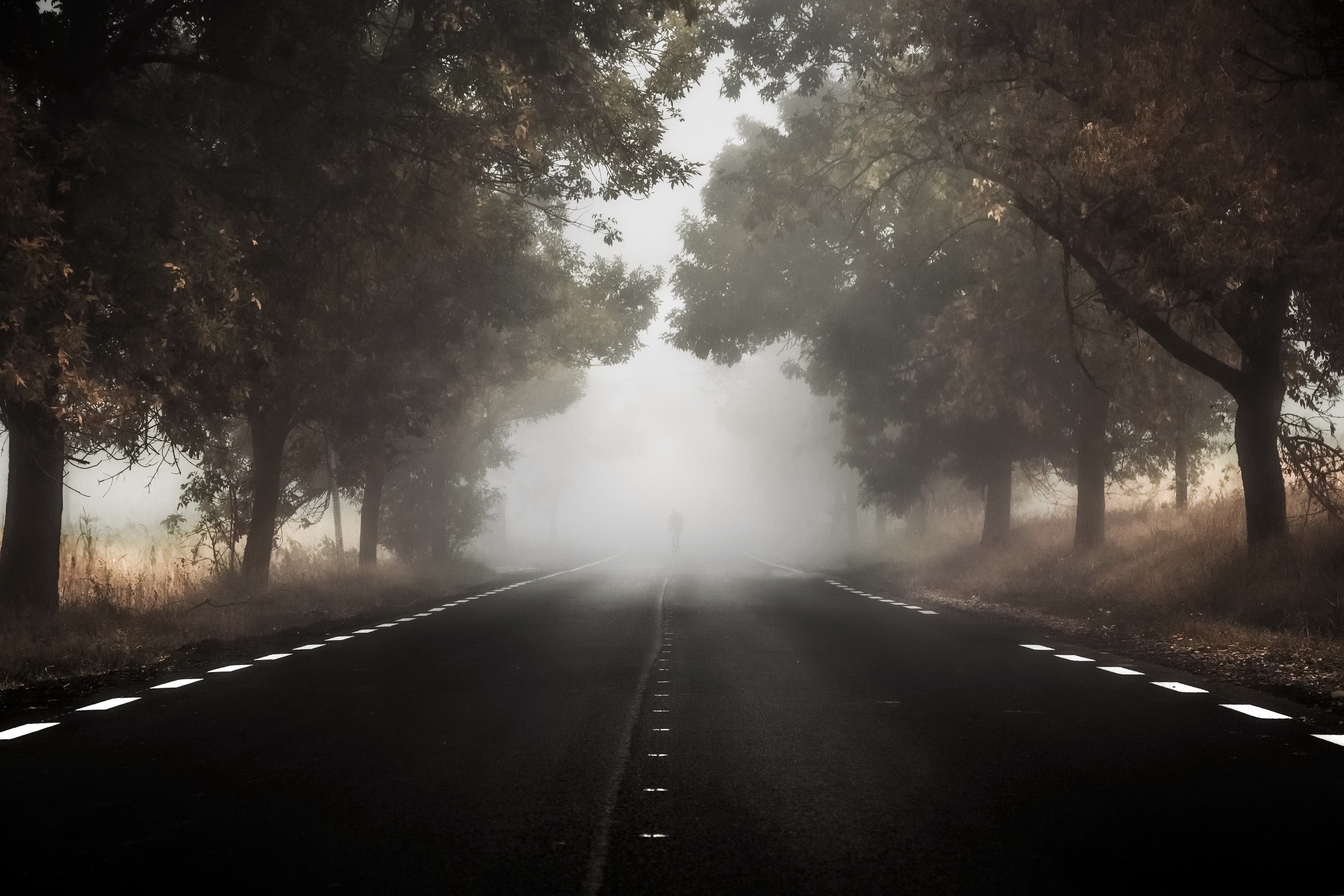 Road through a foggy forest with trees HD Wallpaper