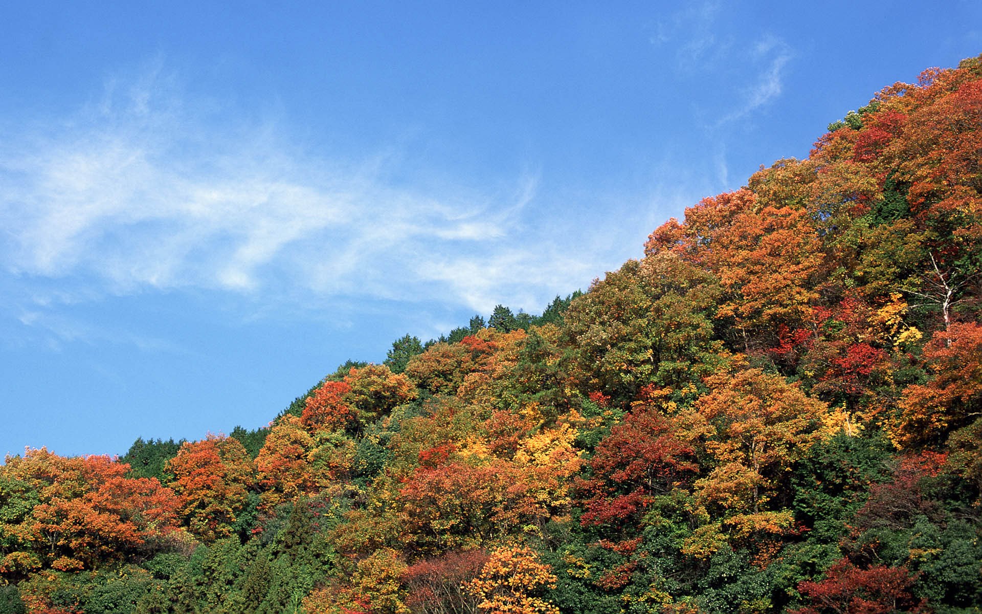 Autumn forest on a hillside under a blue sky HD Wallpaper