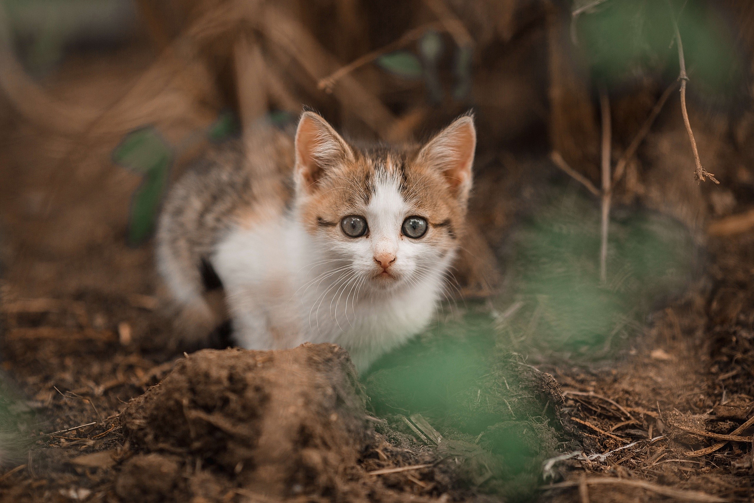 Kitten with blue eyes in dirt HD Wallpaper