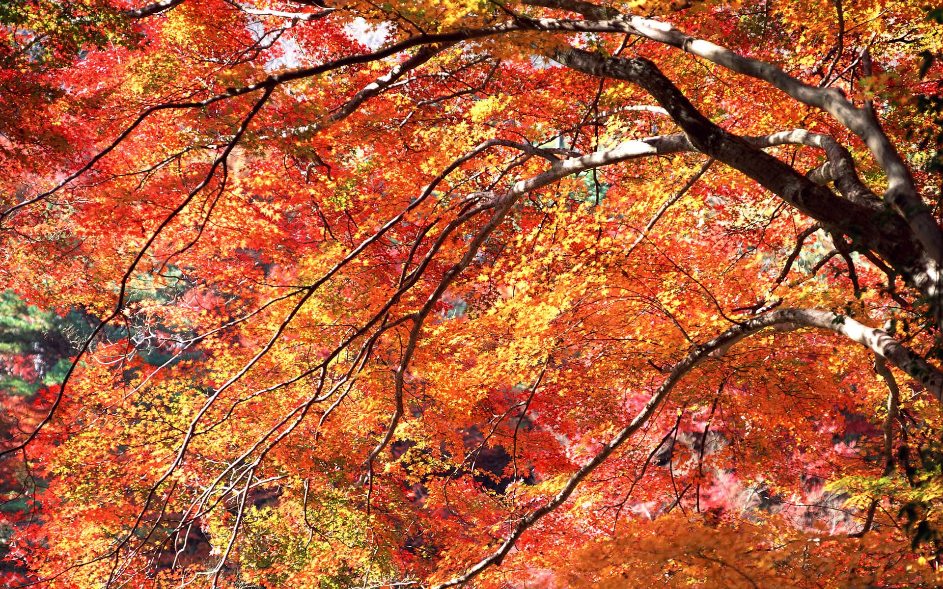 Autumn leaves on tree branches HD Wallpaper