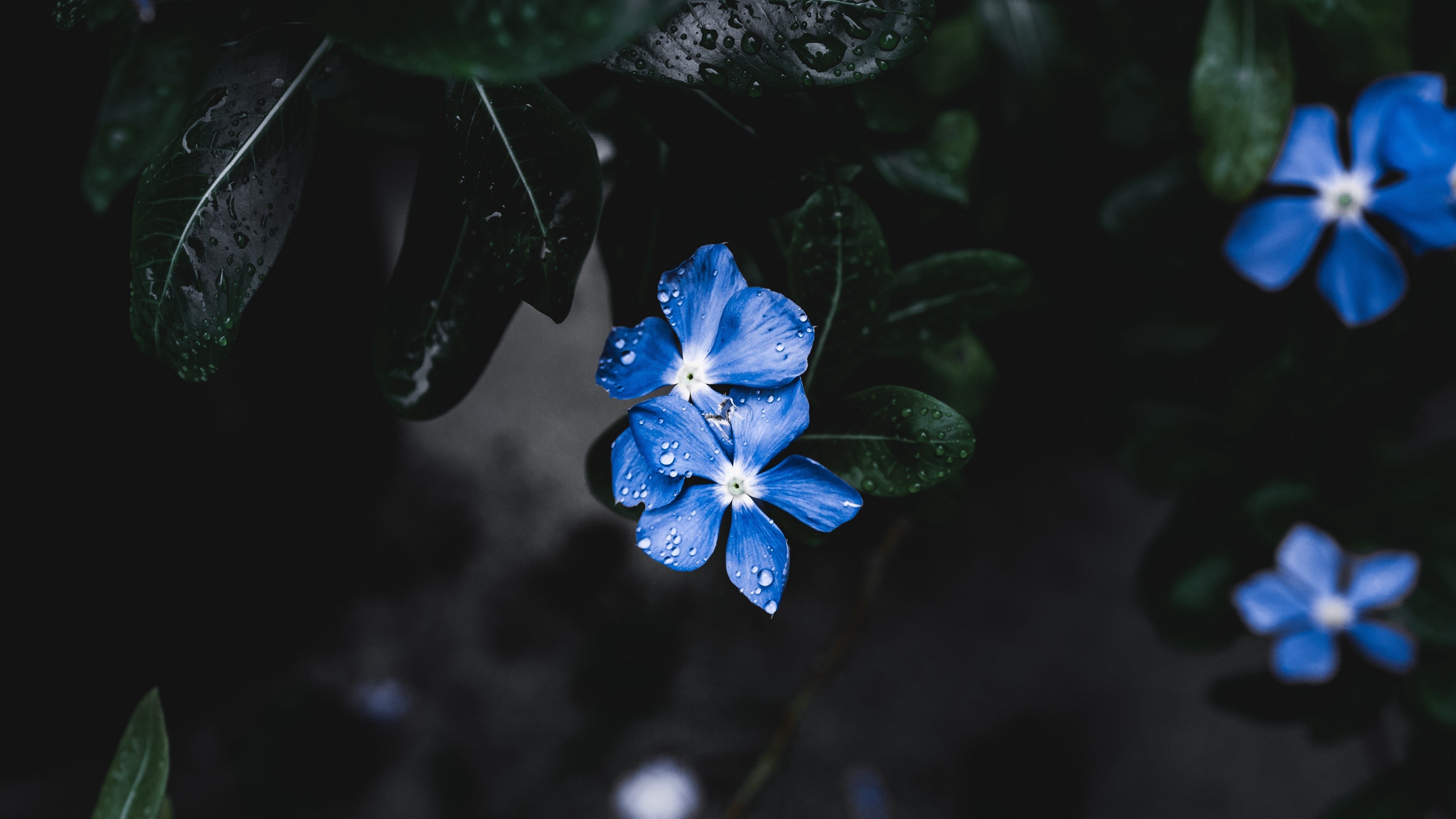 Blue flowers with water drops and leaves HD Wallpaper