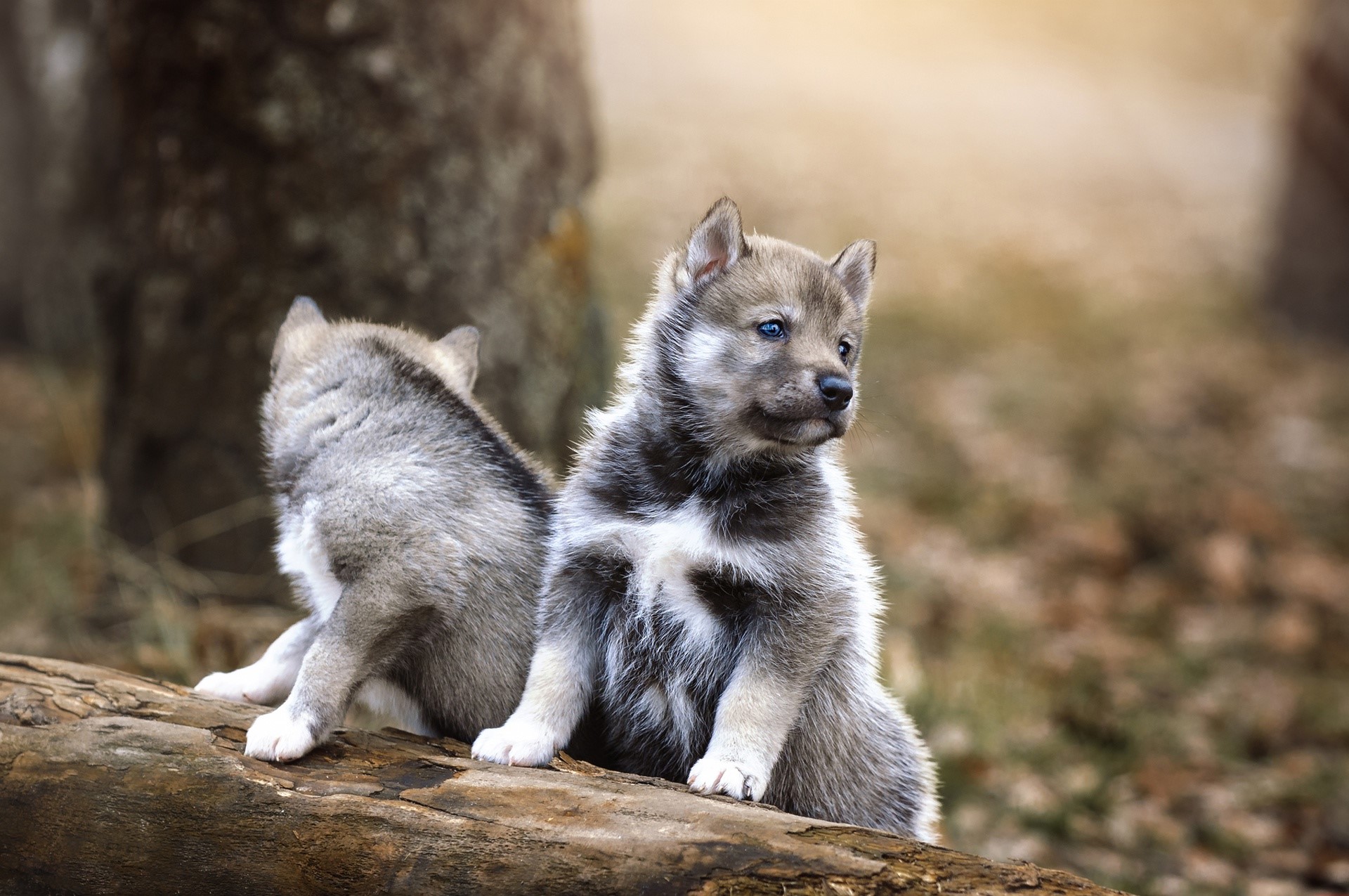 Two wolf puppies sitting on a log HD Wallpaper