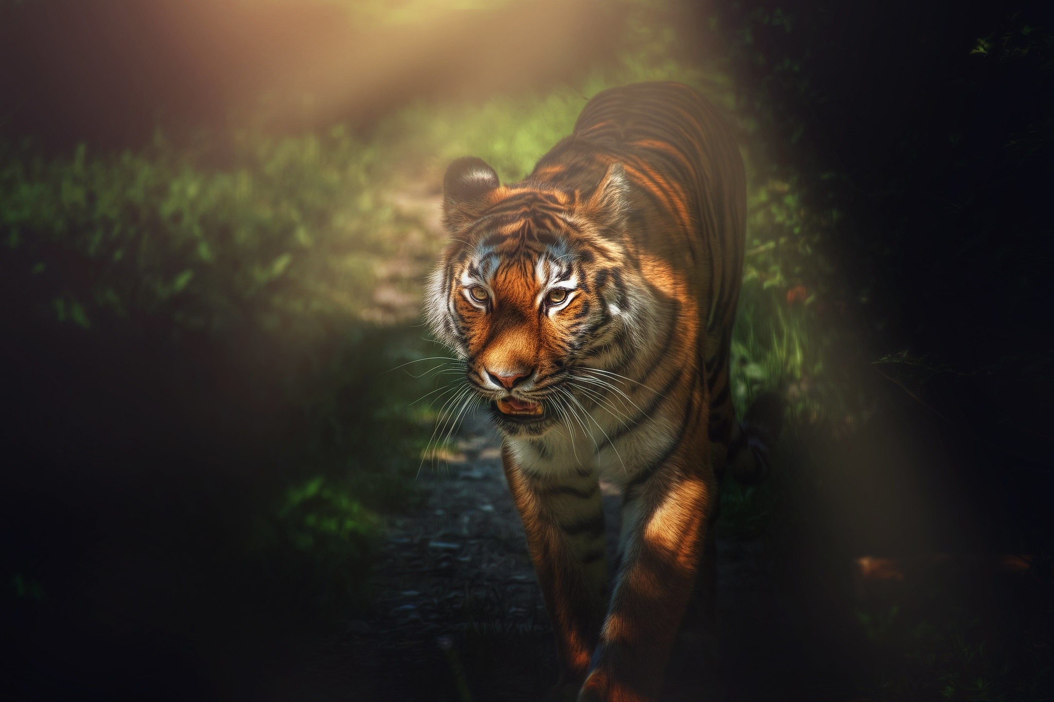 Tiger walking on a path in a forest HD Wallpaper
