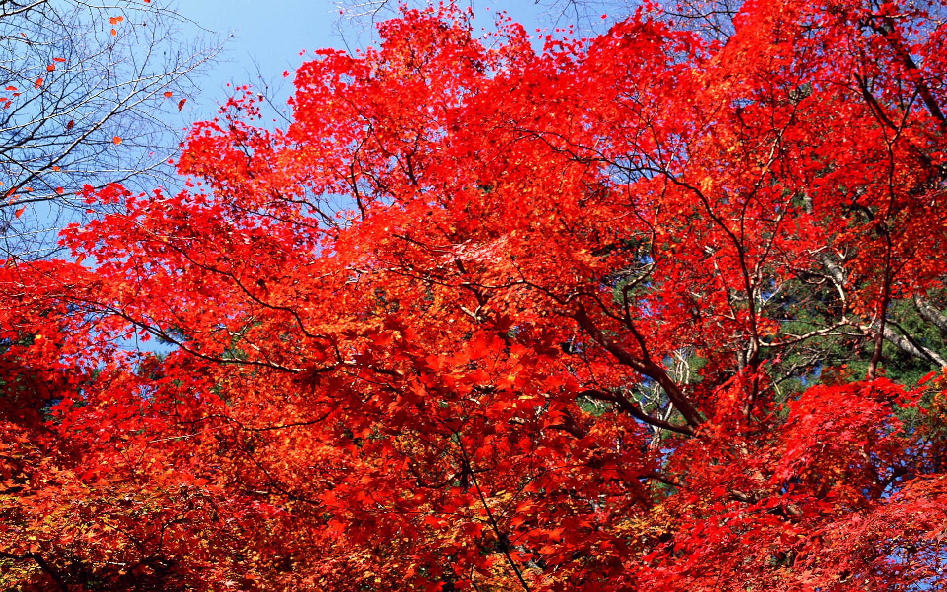 Bright red maple leaves against a blue sky HD Wallpaper