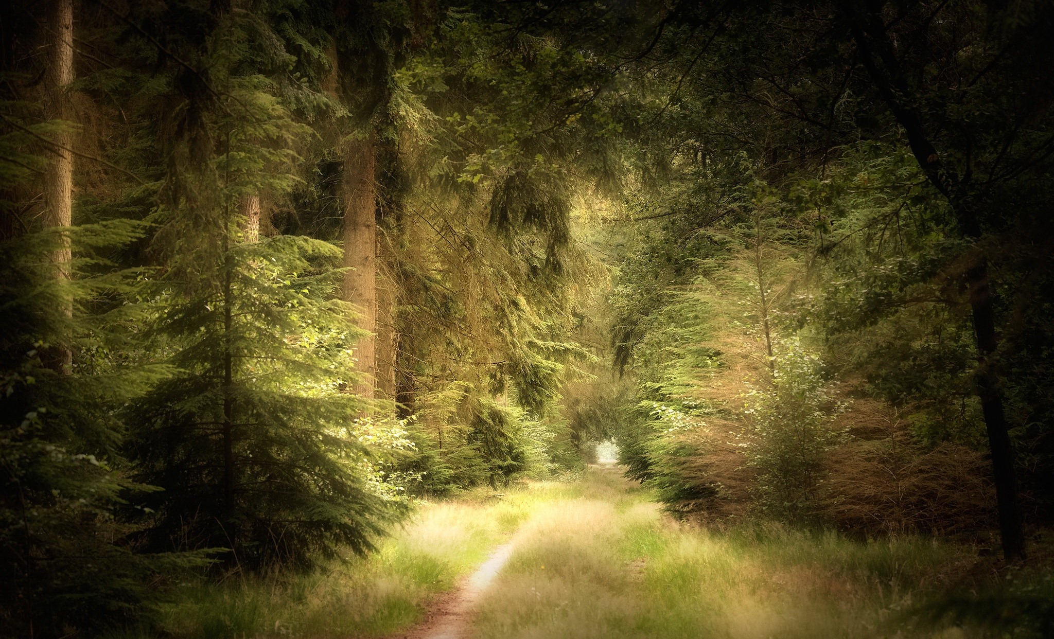 A path through a sunlit forest with tall trees HD Wallpaper