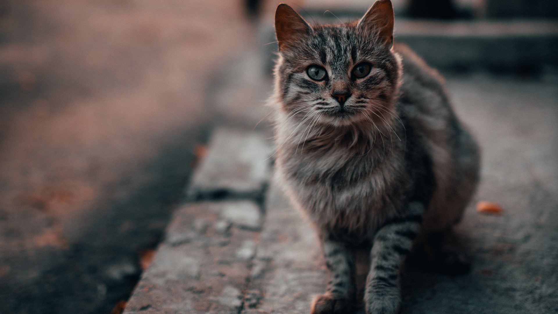 A tabby cat sits on a concrete surface HD Wallpaper