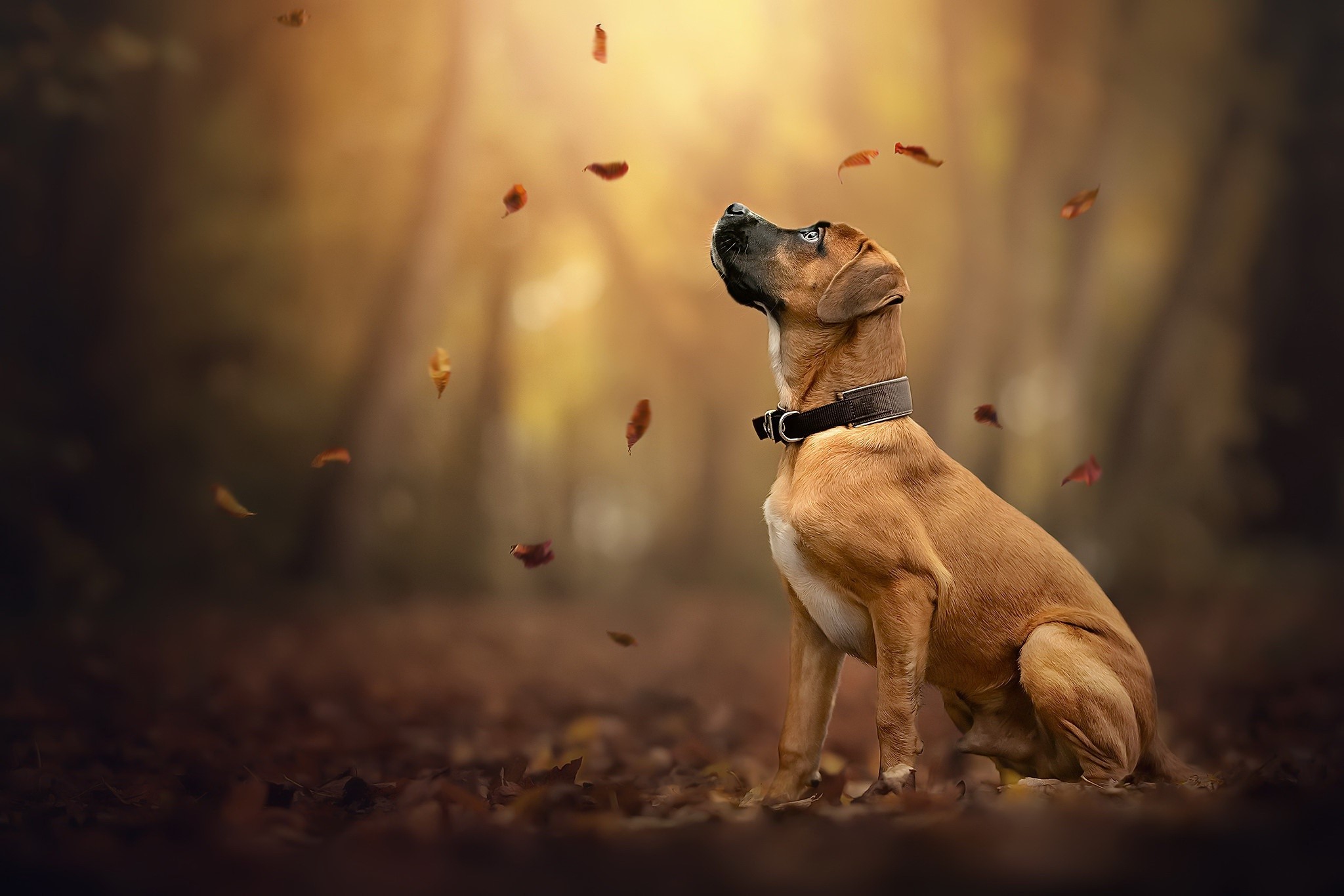 Dog sitting in autumn leaves looking up HD Wallpaper