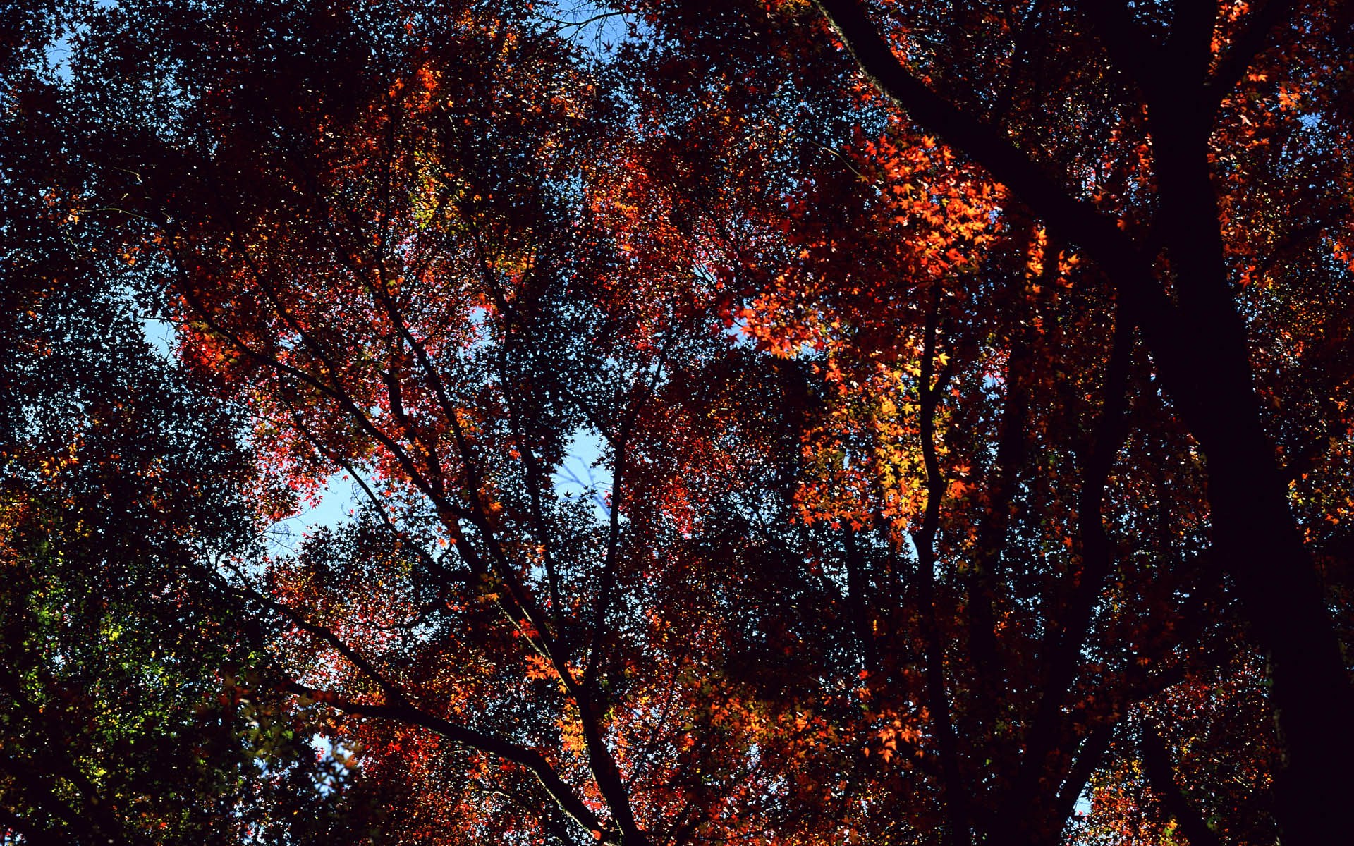 Autumn leaves against the sky HD Wallpaper