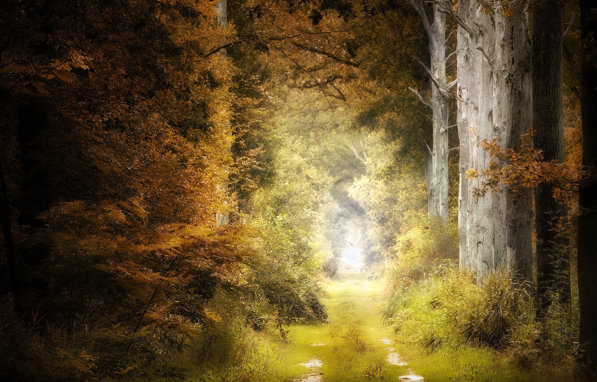 Path through an autumn forest with tall trees HD Wallpaper