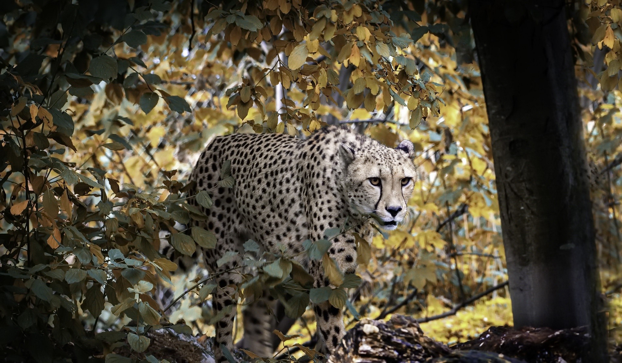 Cheetah walking through a forest with yellow leaves HD Wallpaper