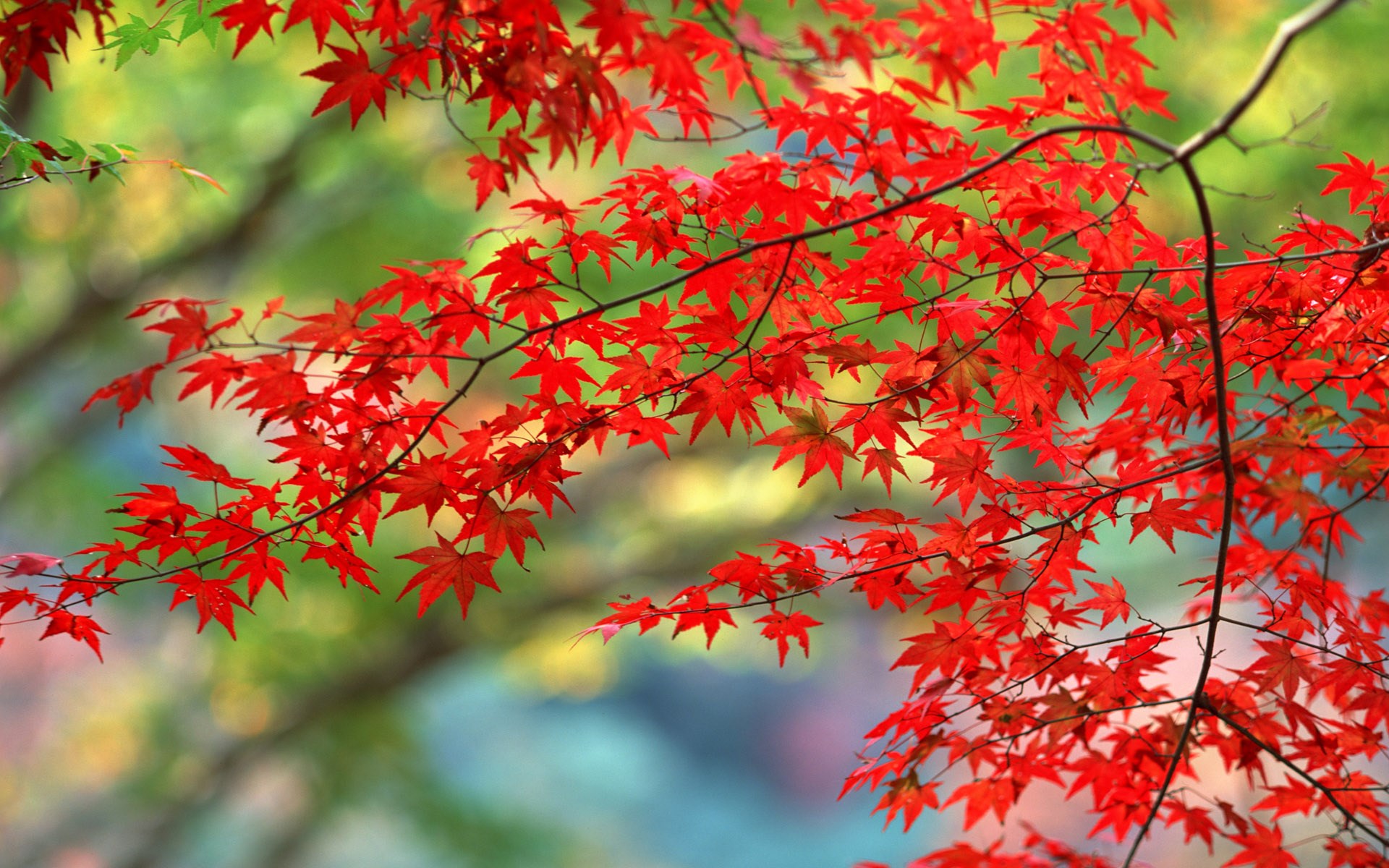 Red maple leaves on a branch in autumn HD Wallpaper