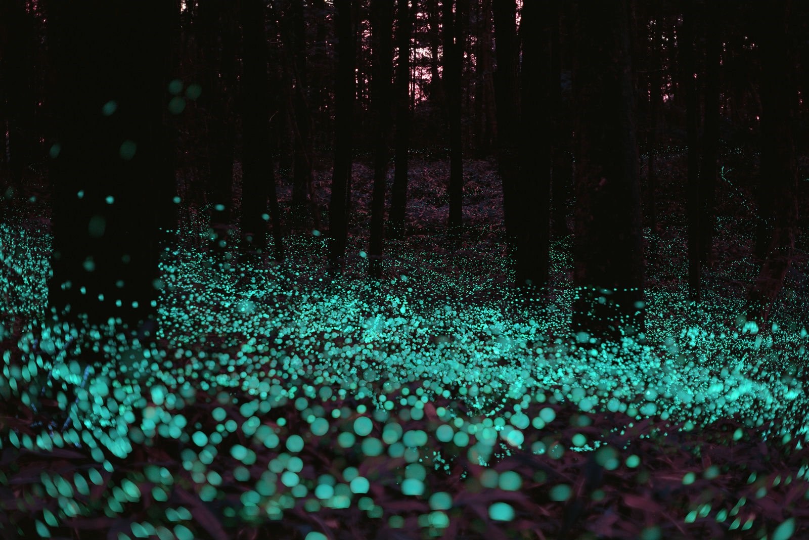 Glowing forest floor at night with trees HD Wallpaper