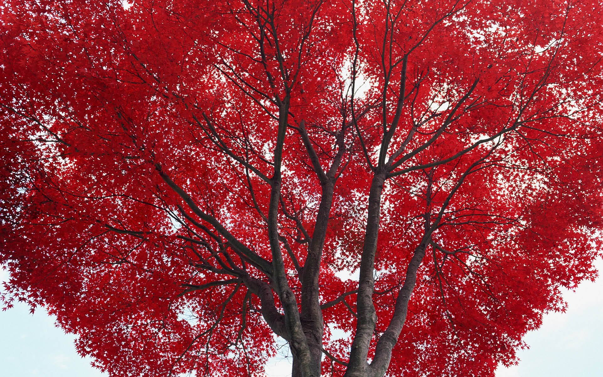 A vibrant red maple tree in full autumn foliage HD Wallpaper