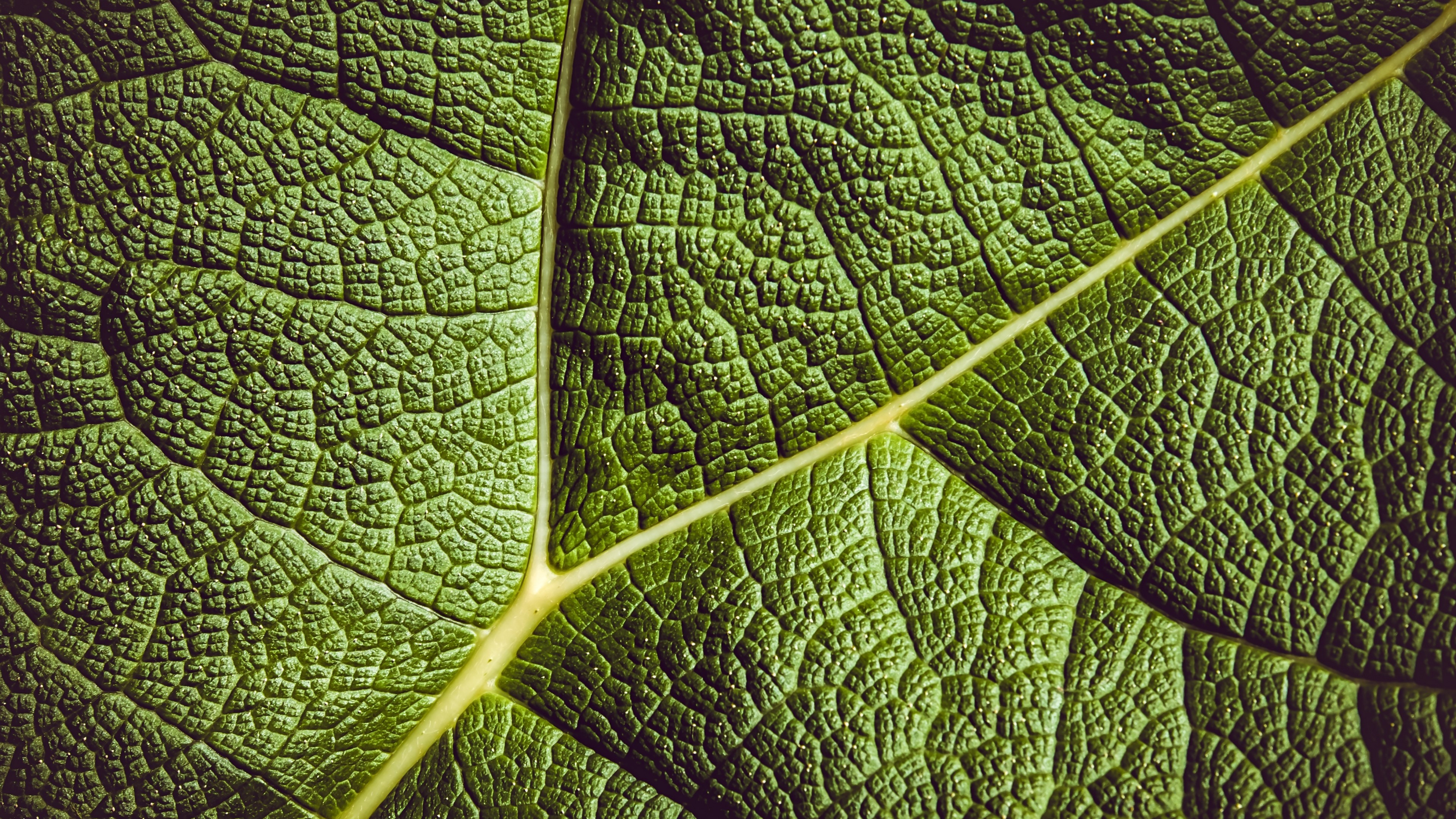 Close-up of a green leaf with prominent veins HD Wallpaper