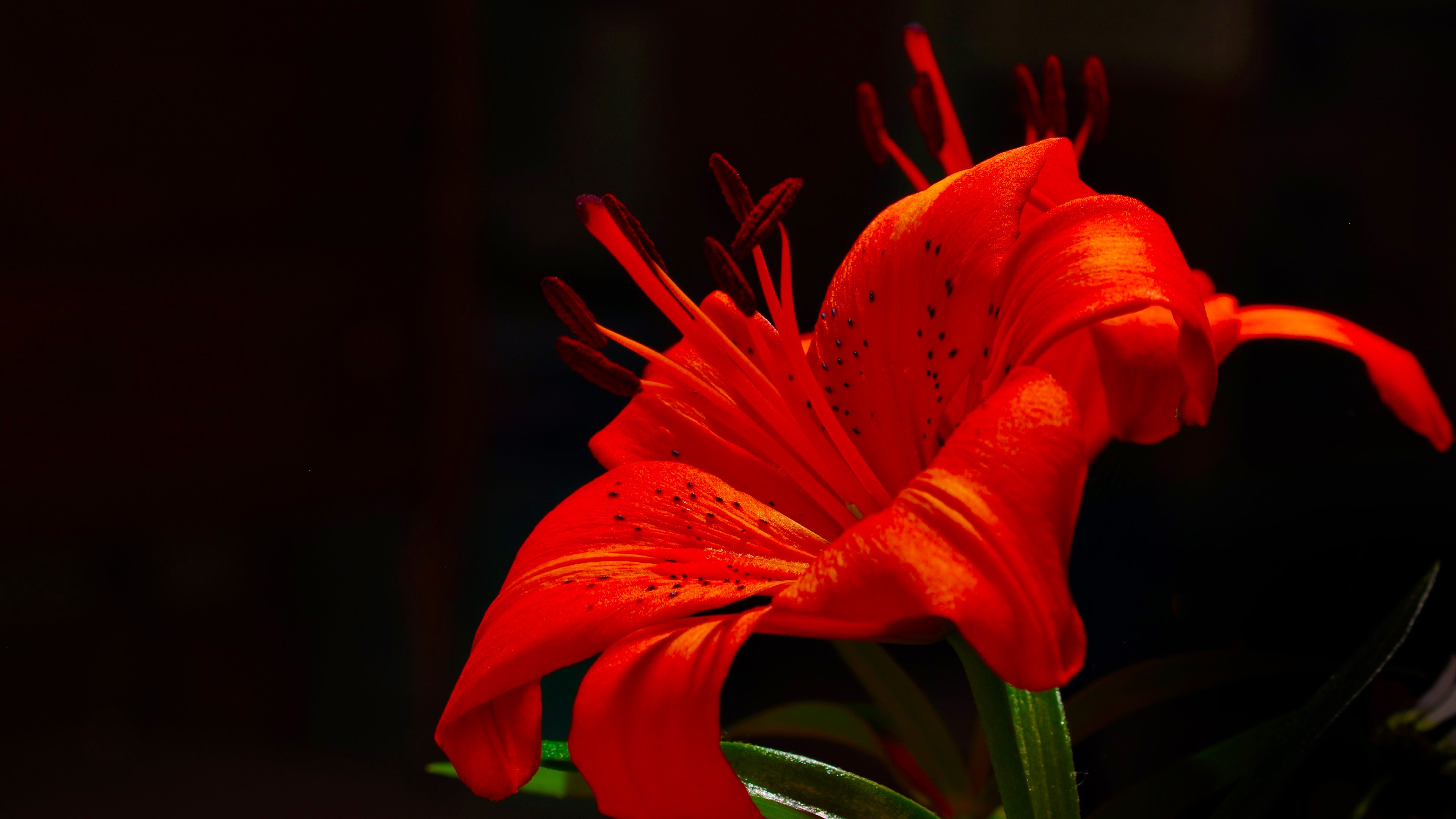 Red lily with black background HD Wallpaper