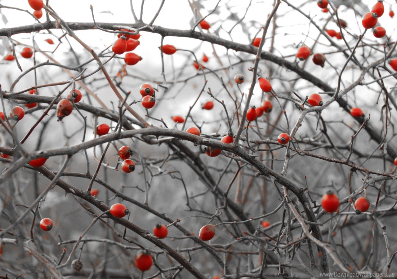 Rose hips on bare branches in winter HD Wallpaper