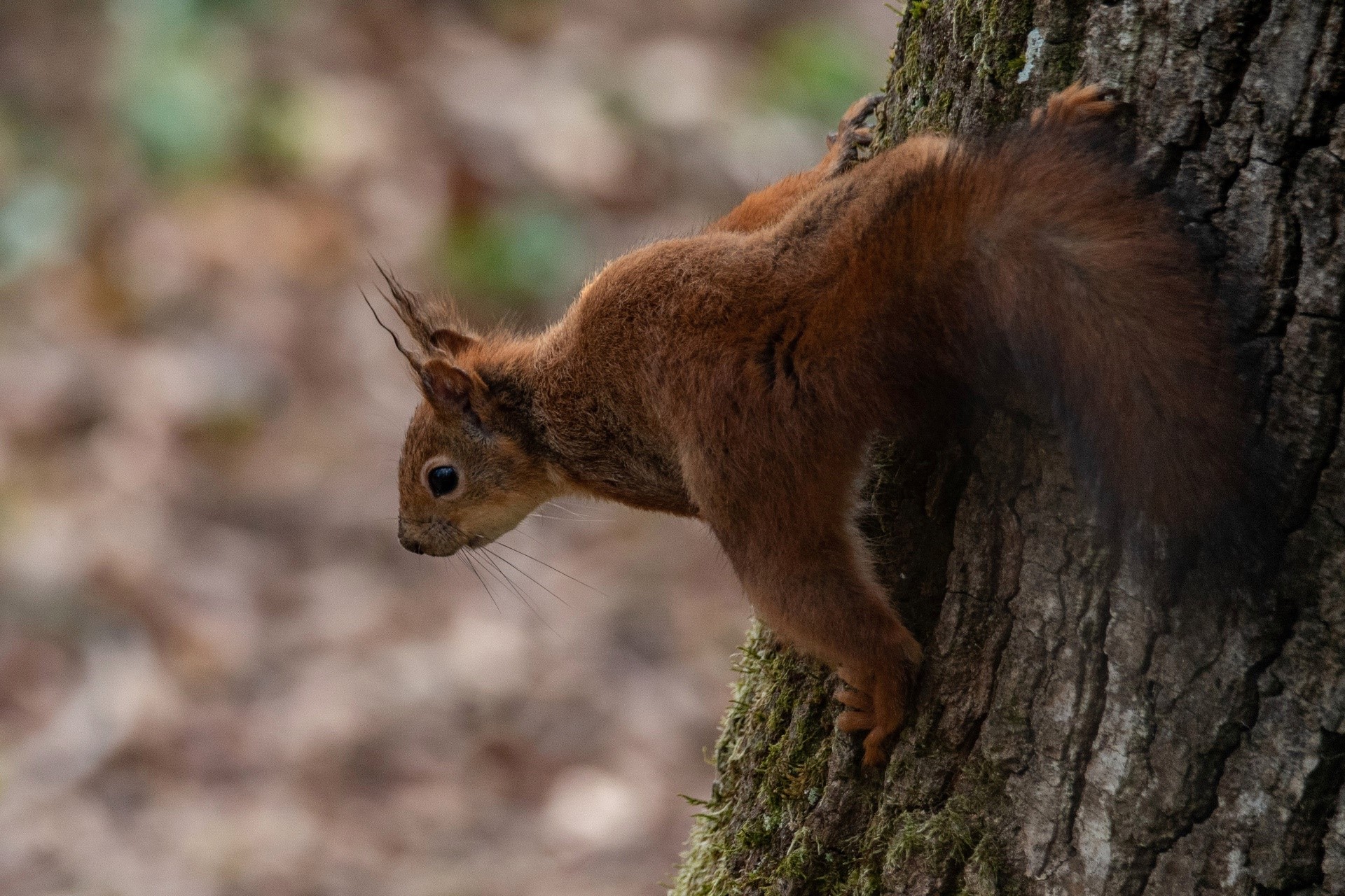Red squirrel on a tree trunk HD Wallpaper