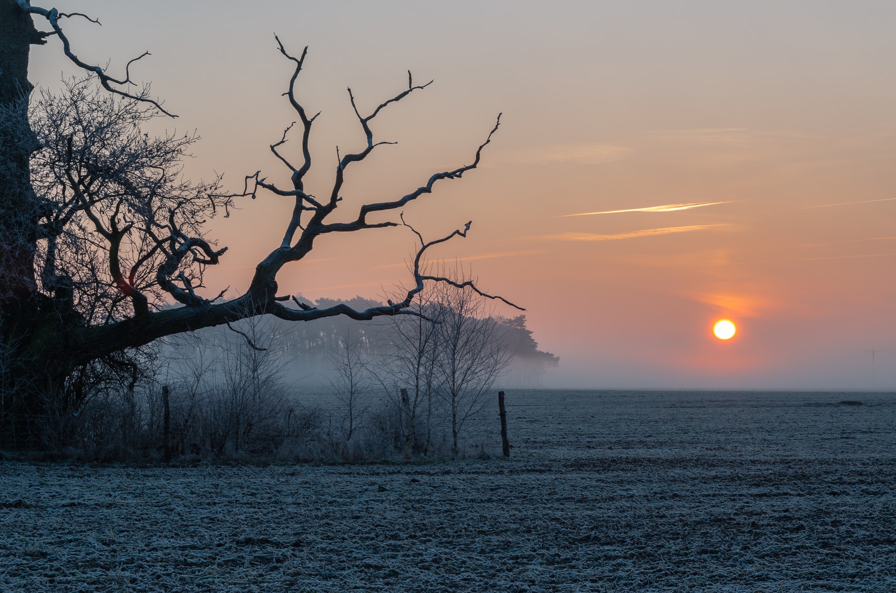 Sunrise over a frosty field with a bare tree HD Wallpaper