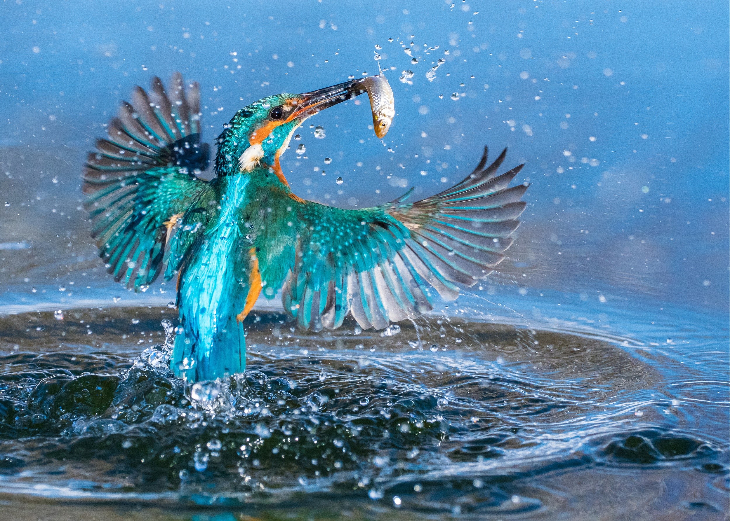 Kingfisher bird catching a fish mid-air HD Wallpaper