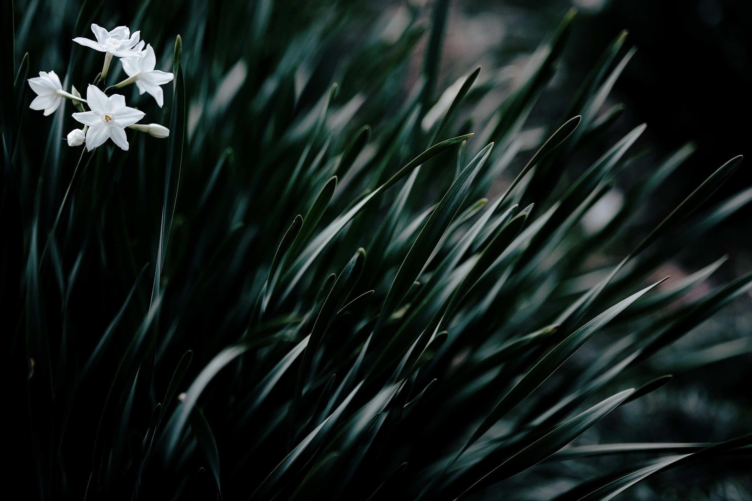Dark background with white flowers and green plants HD Wallpaper