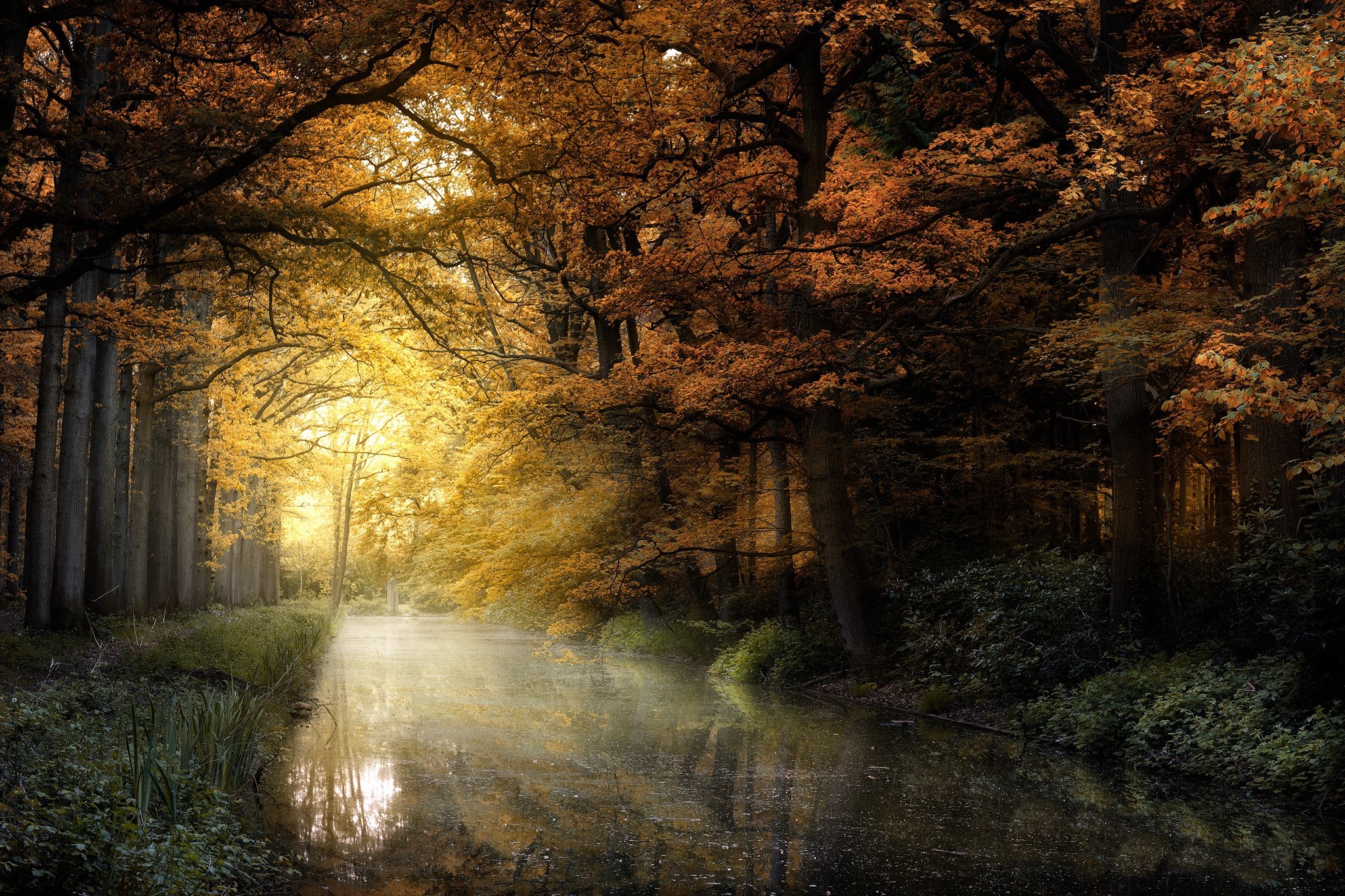 Misty river flowing through an autumn forest HD Wallpaper