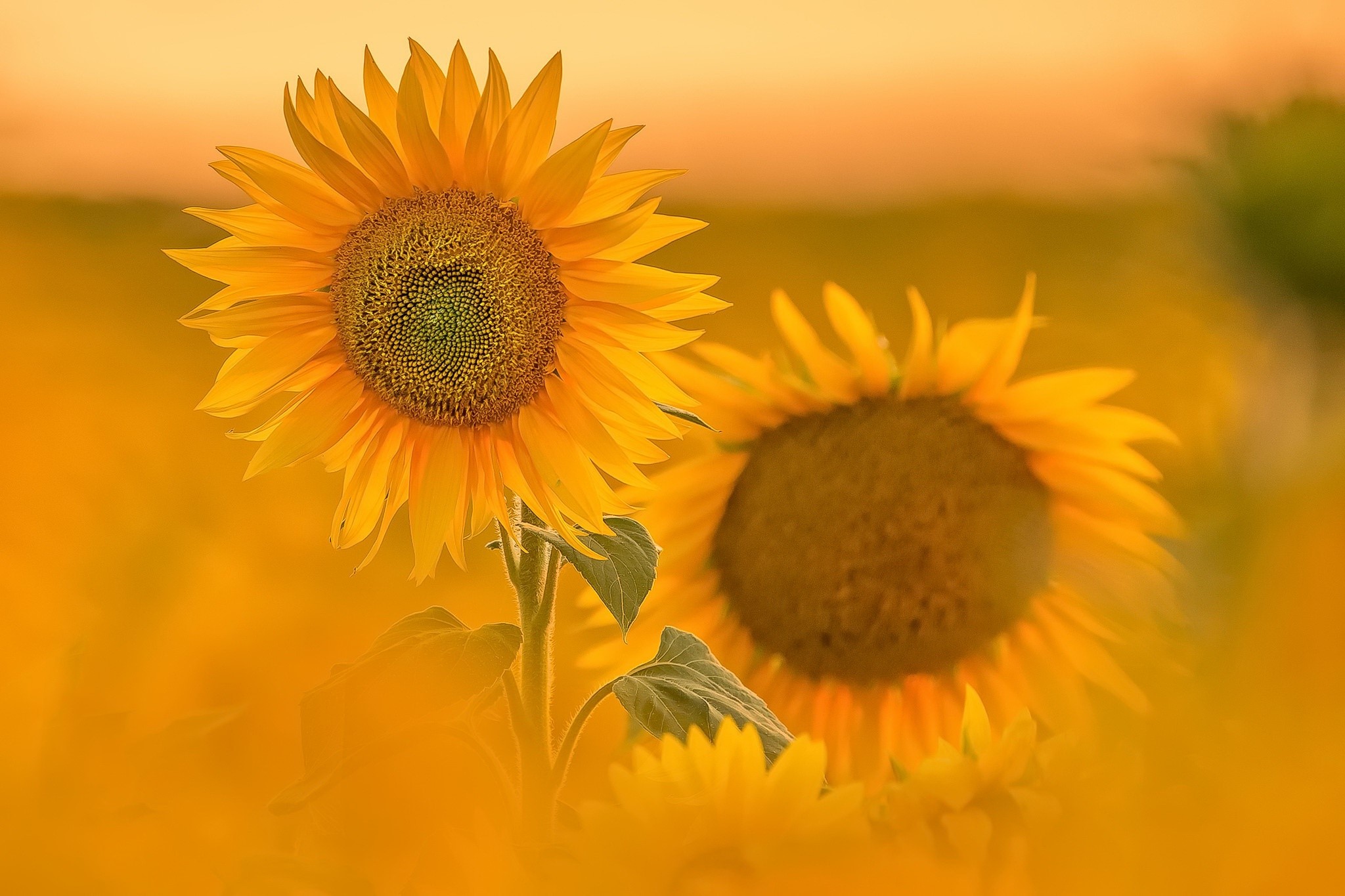Sunflowers in a field at sunset HD Wallpaper