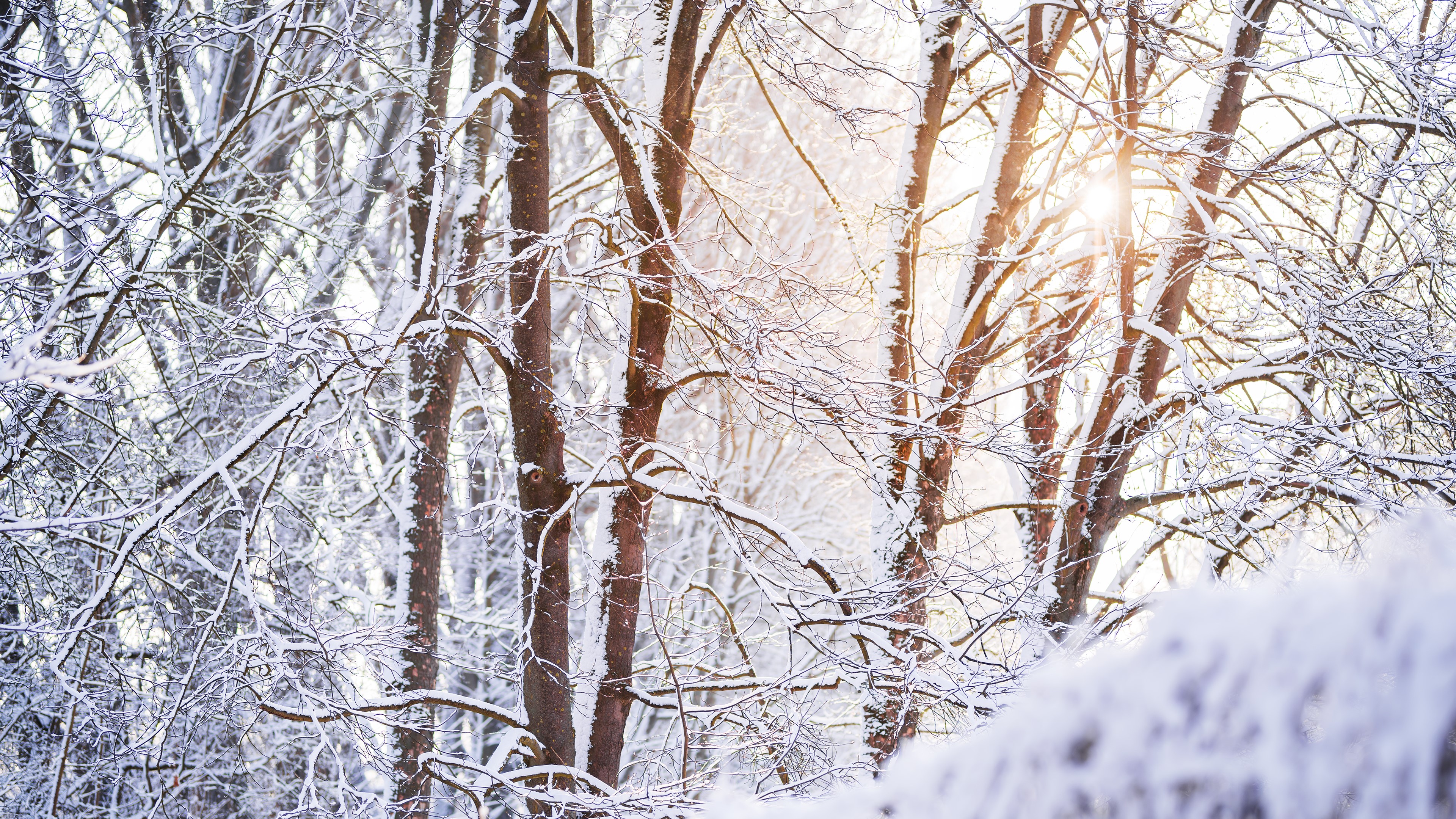 Sunlight filtering through snow-covered trees in winter HD Wallpaper