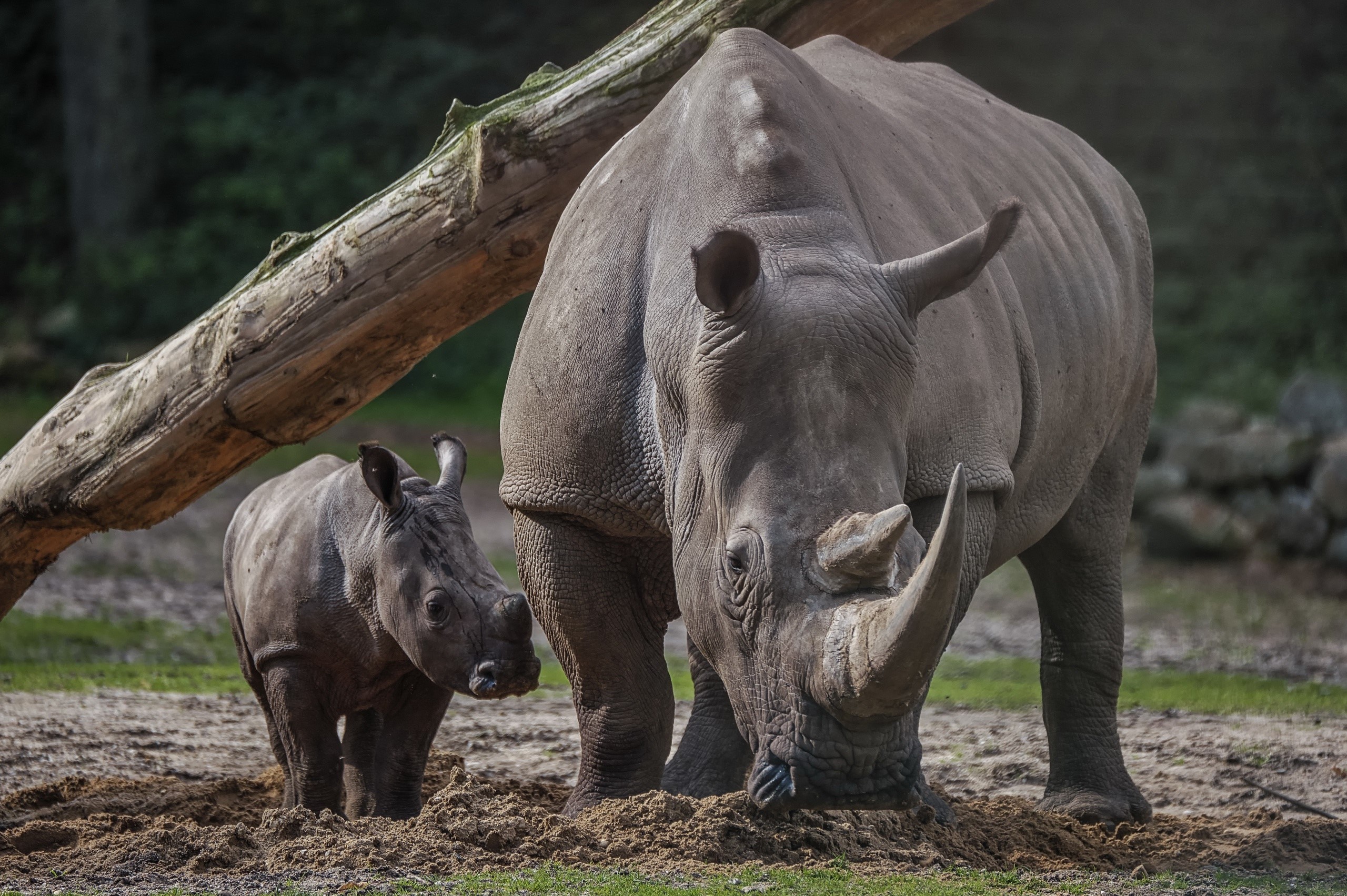 Mother and baby rhinoceros near a fallen tree HD Wallpaper