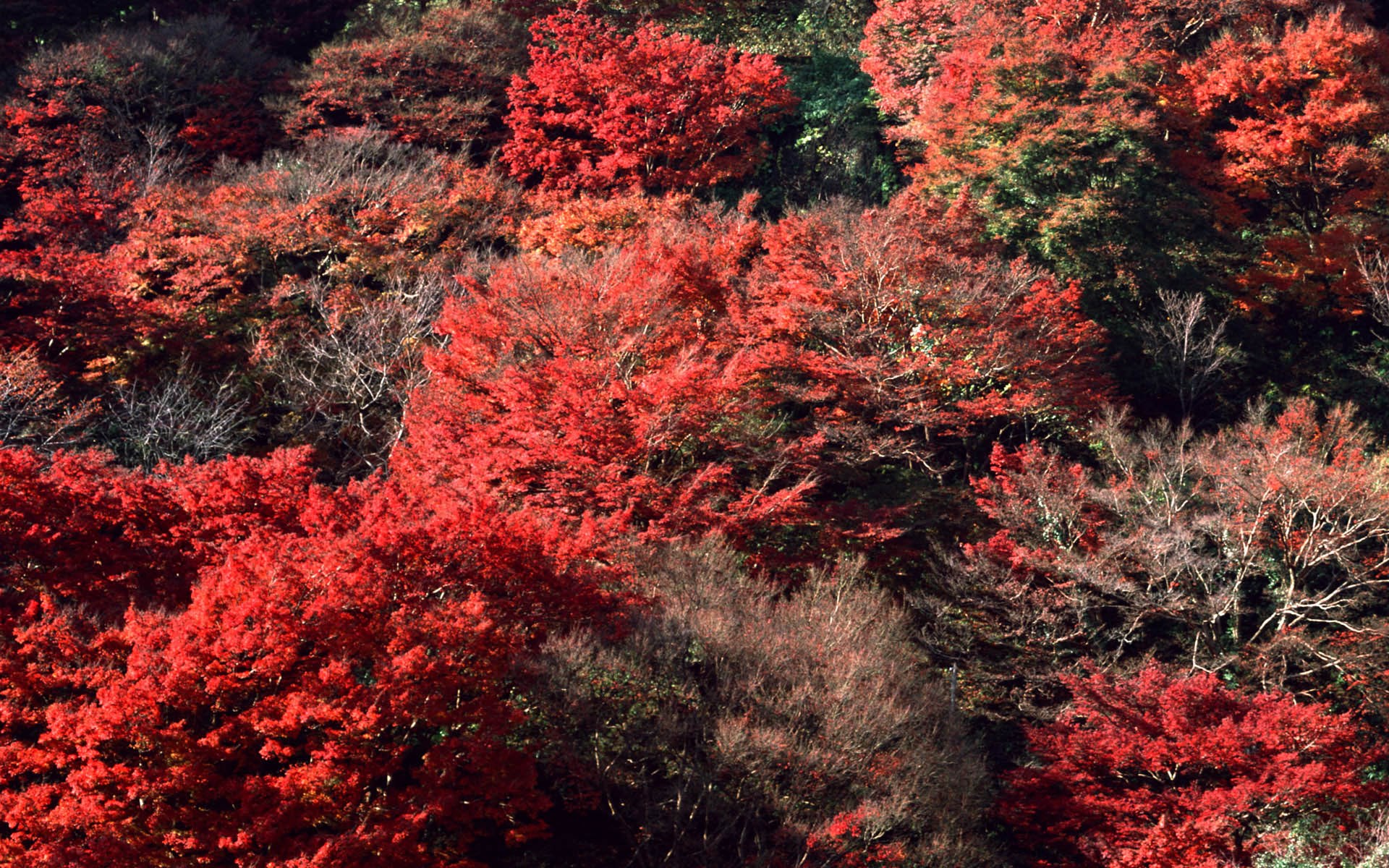Autumn forest with red and green foliage HD Wallpaper