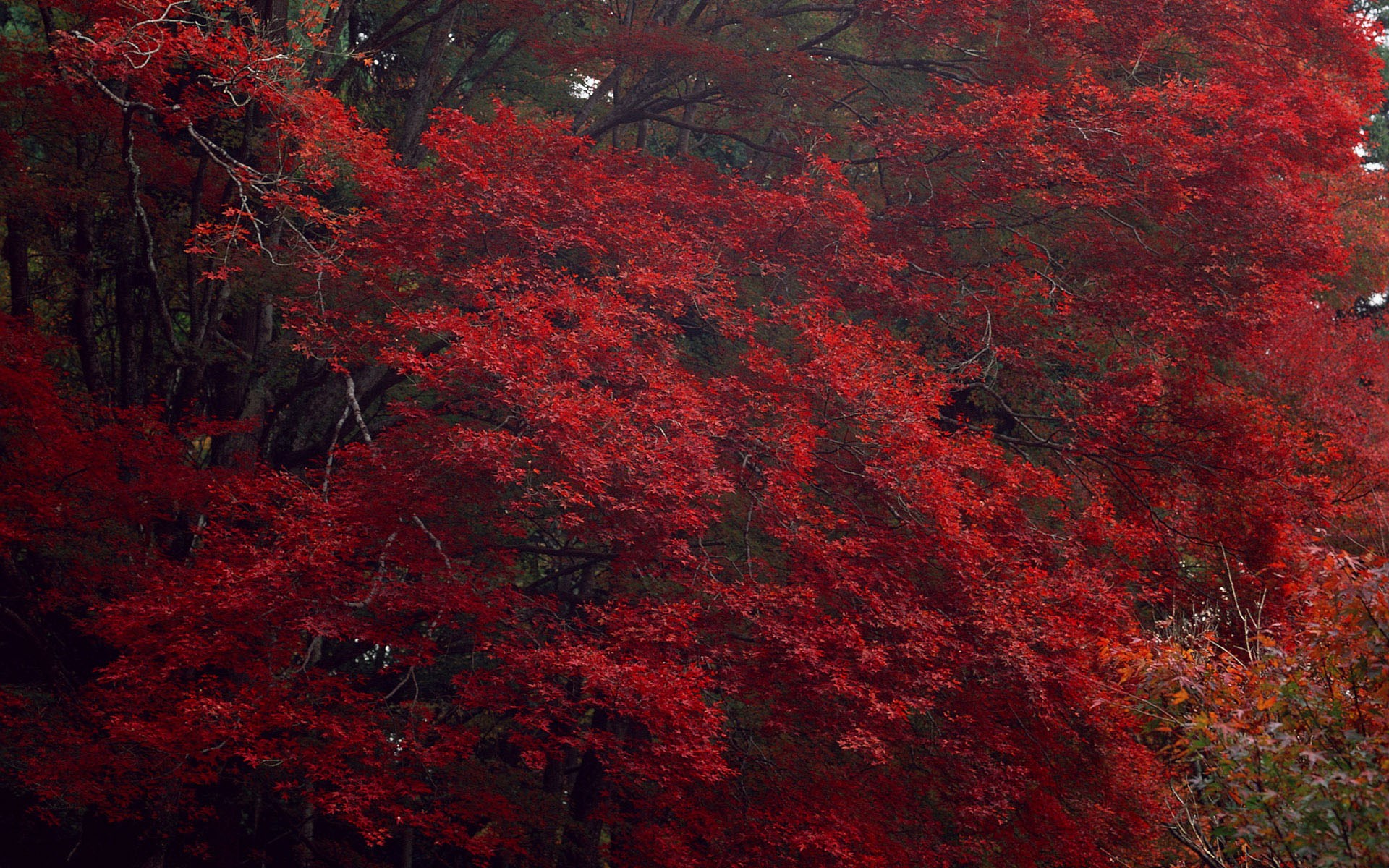 Red Maple Trees in Autumn HD Wallpaper