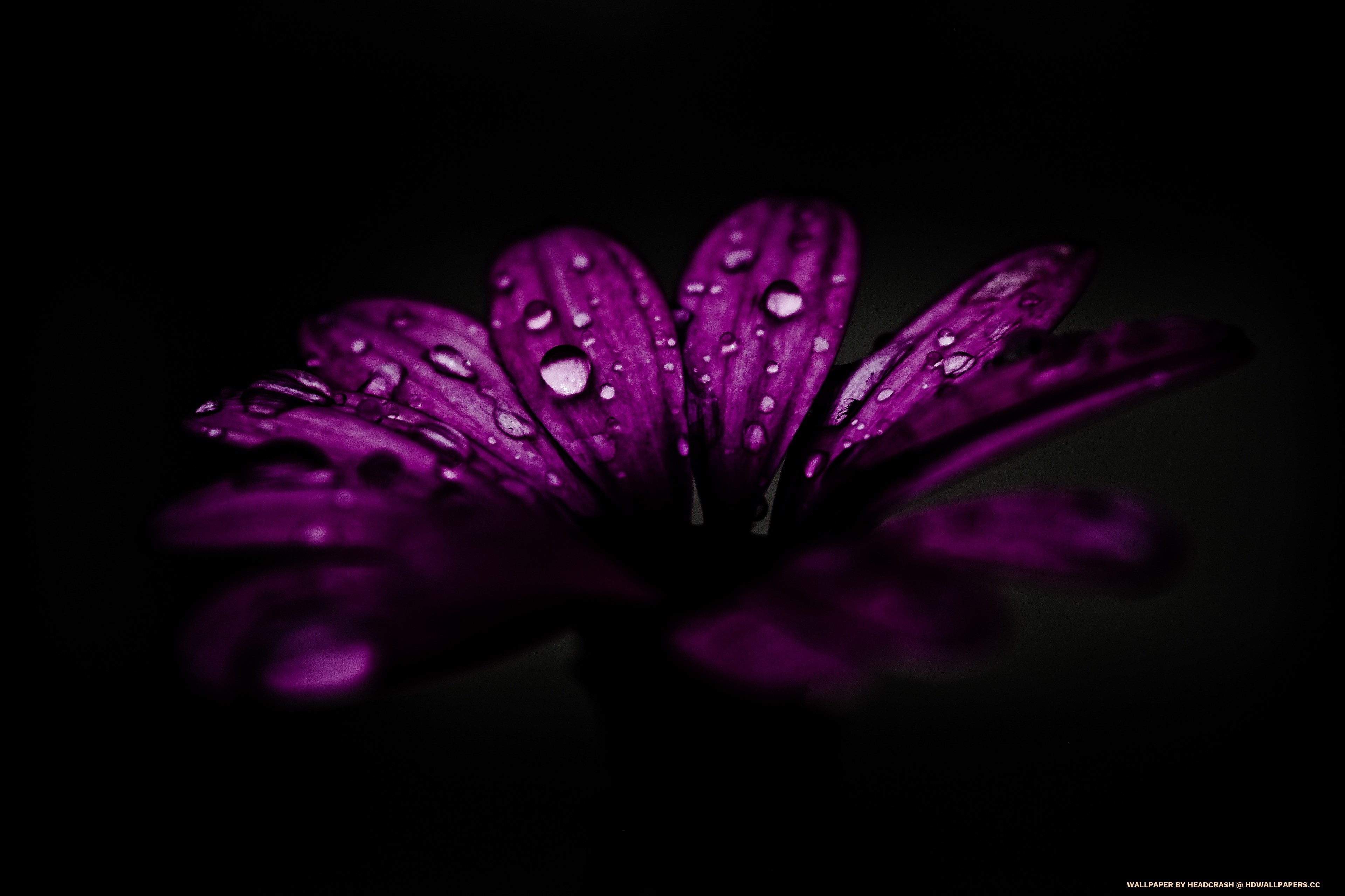 4K macro purple flower with water drops HD Wallpaper