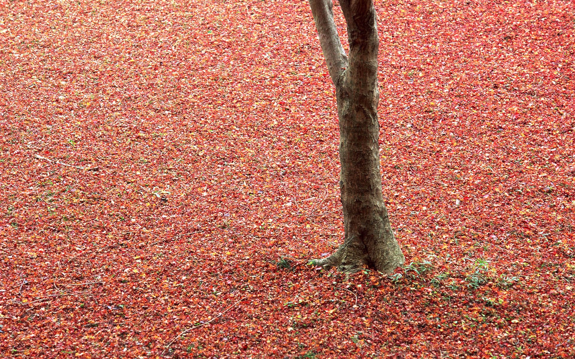 Tree trunk on a carpet of red leaves HD Wallpaper
