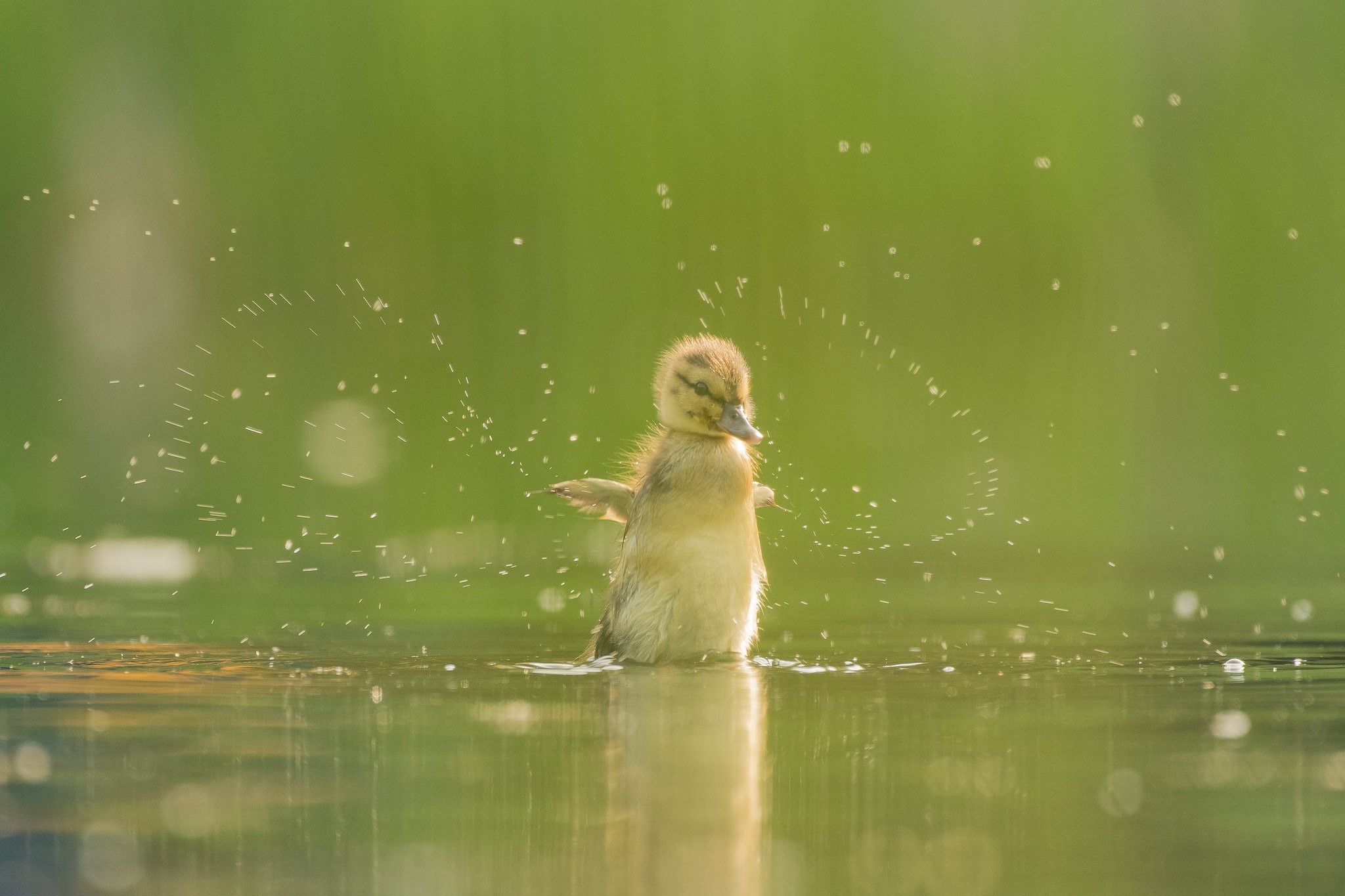 Baby duck splashing water in a lake HD Wallpaper